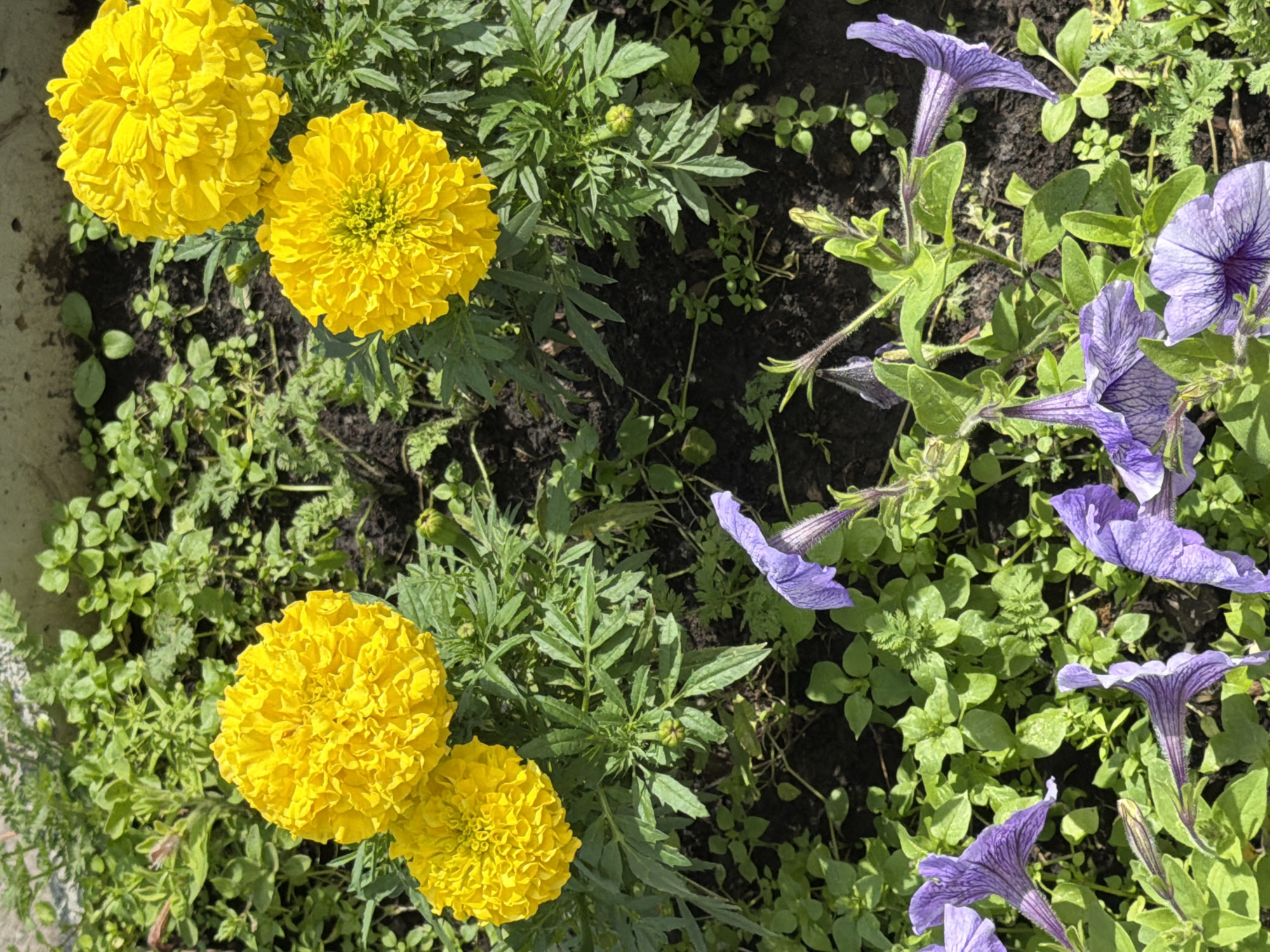 Summer morning among flowers and landmarks in Yekaterinburg