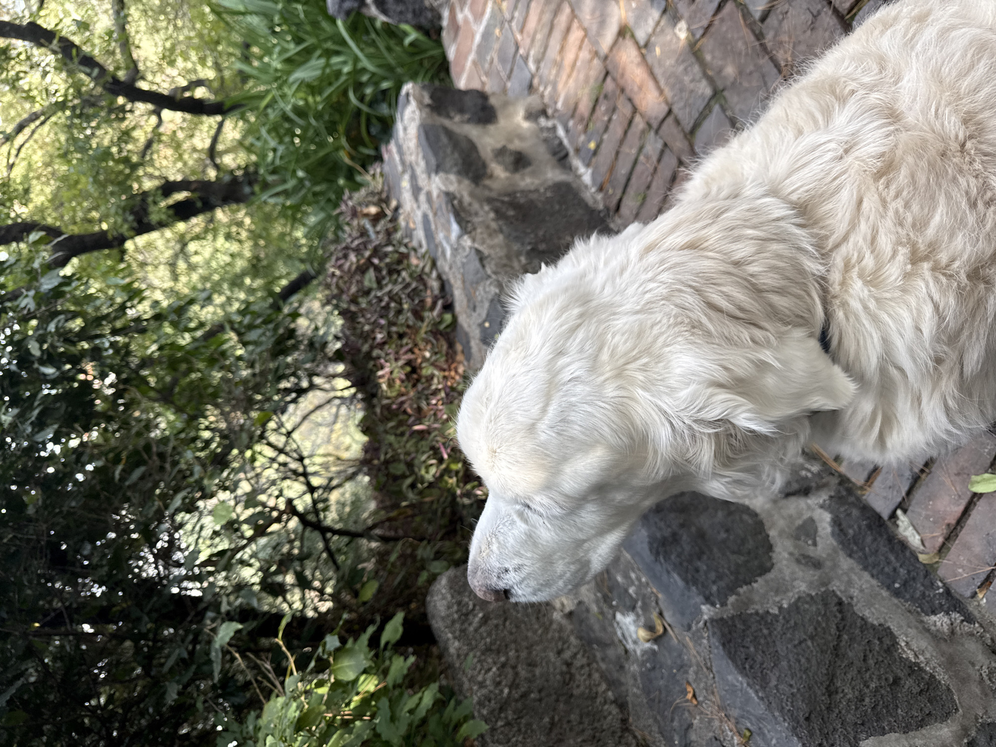 White dog spotted on Mexico City brick walkway