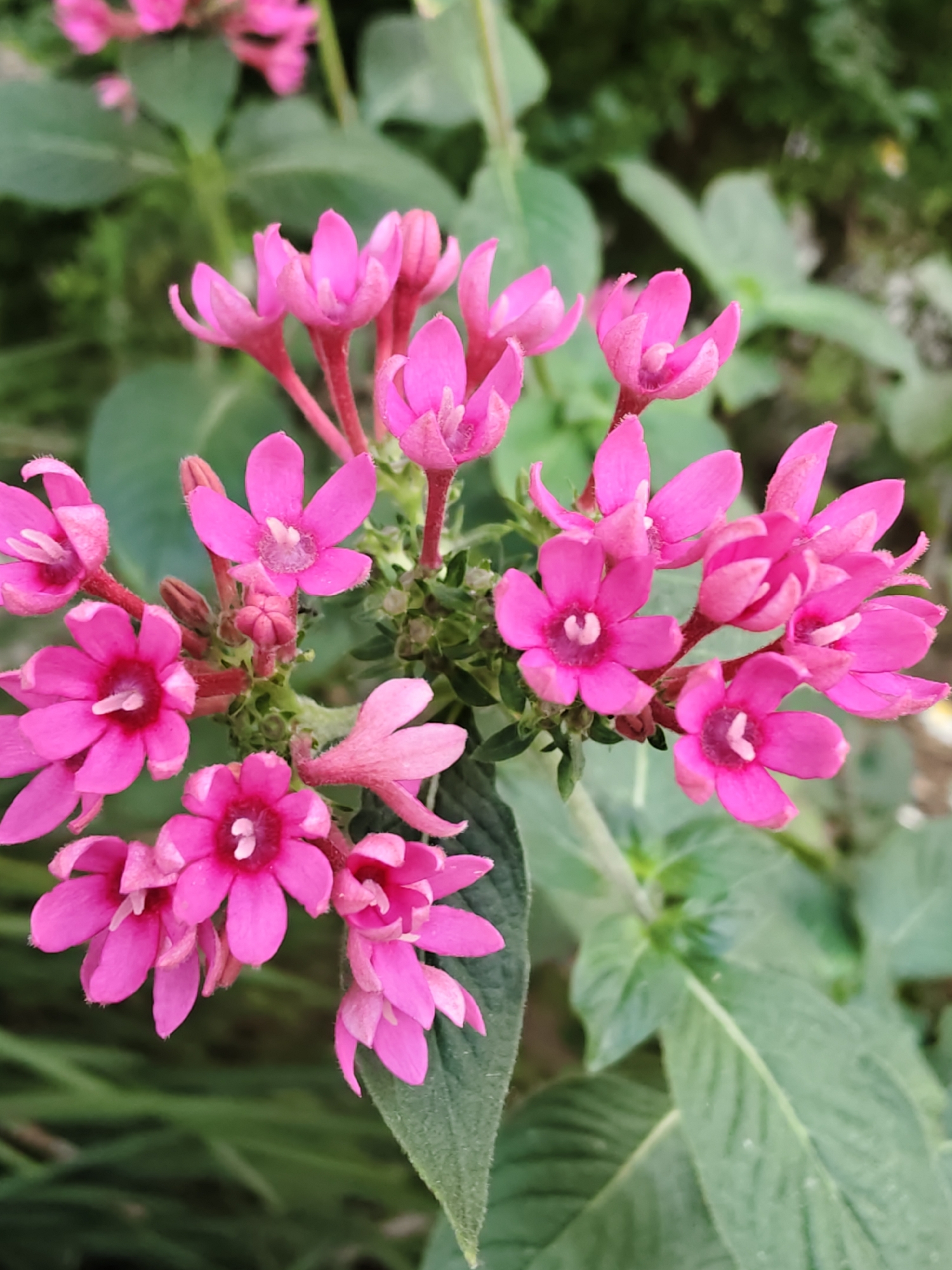 Tel Aviv–Givatayim skyline and street flora, summer morning