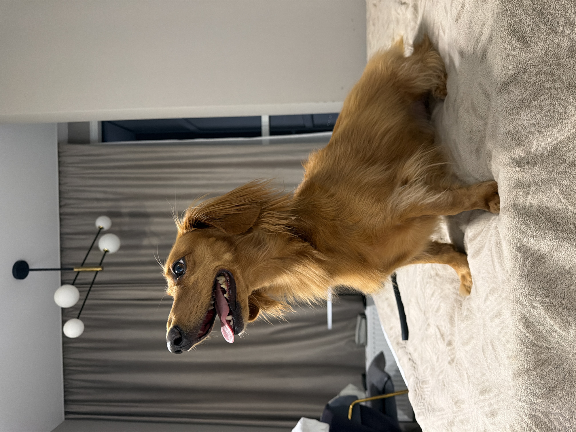 Playful dachshund in a Sochi interior, multiple angles