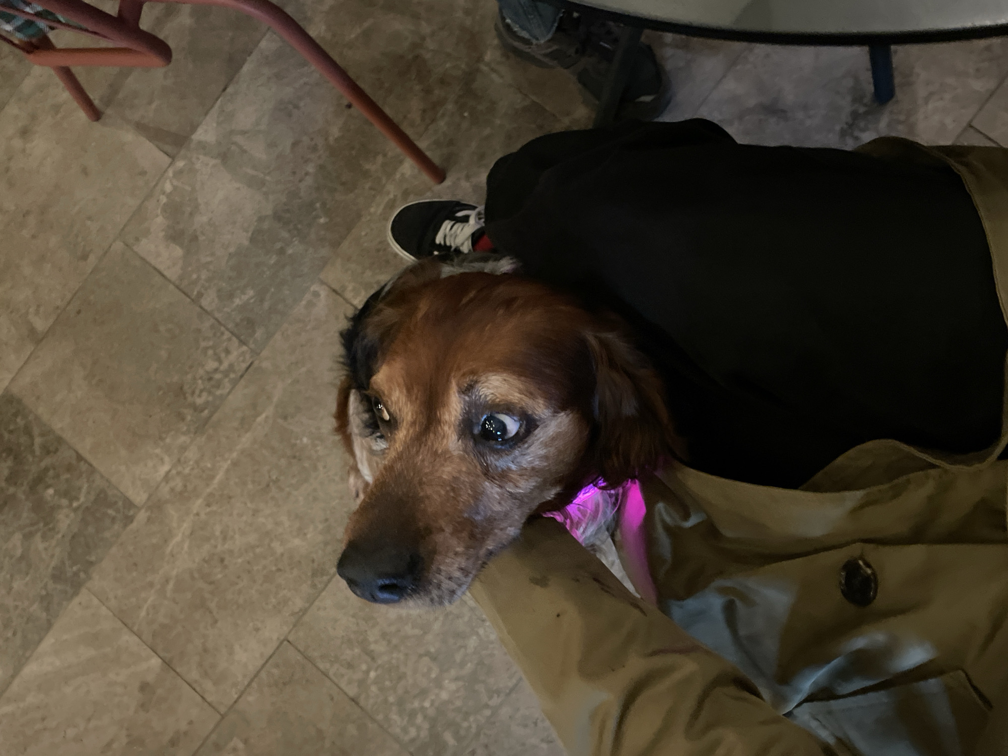 Evening drinks and dining with dog companion in Montenegro