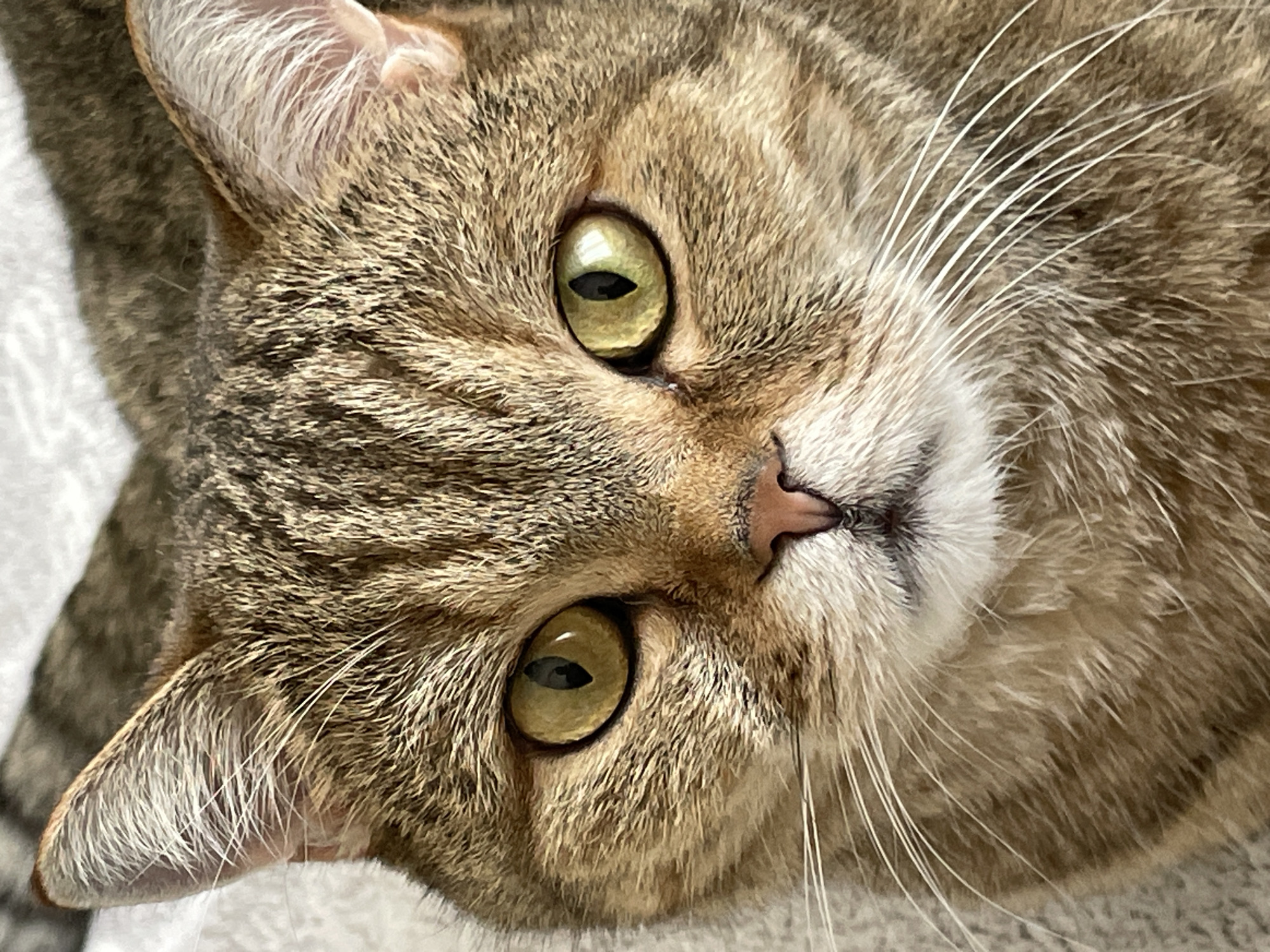Two cats, two breeds, one moment in St. Petersburg