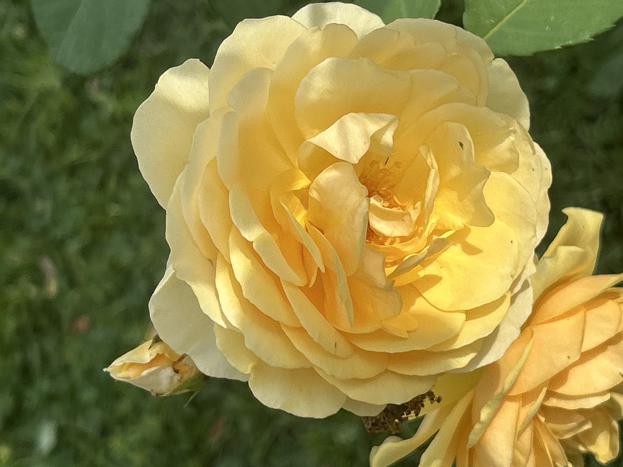 Close-up garden flowers in bloom at Mount Royal