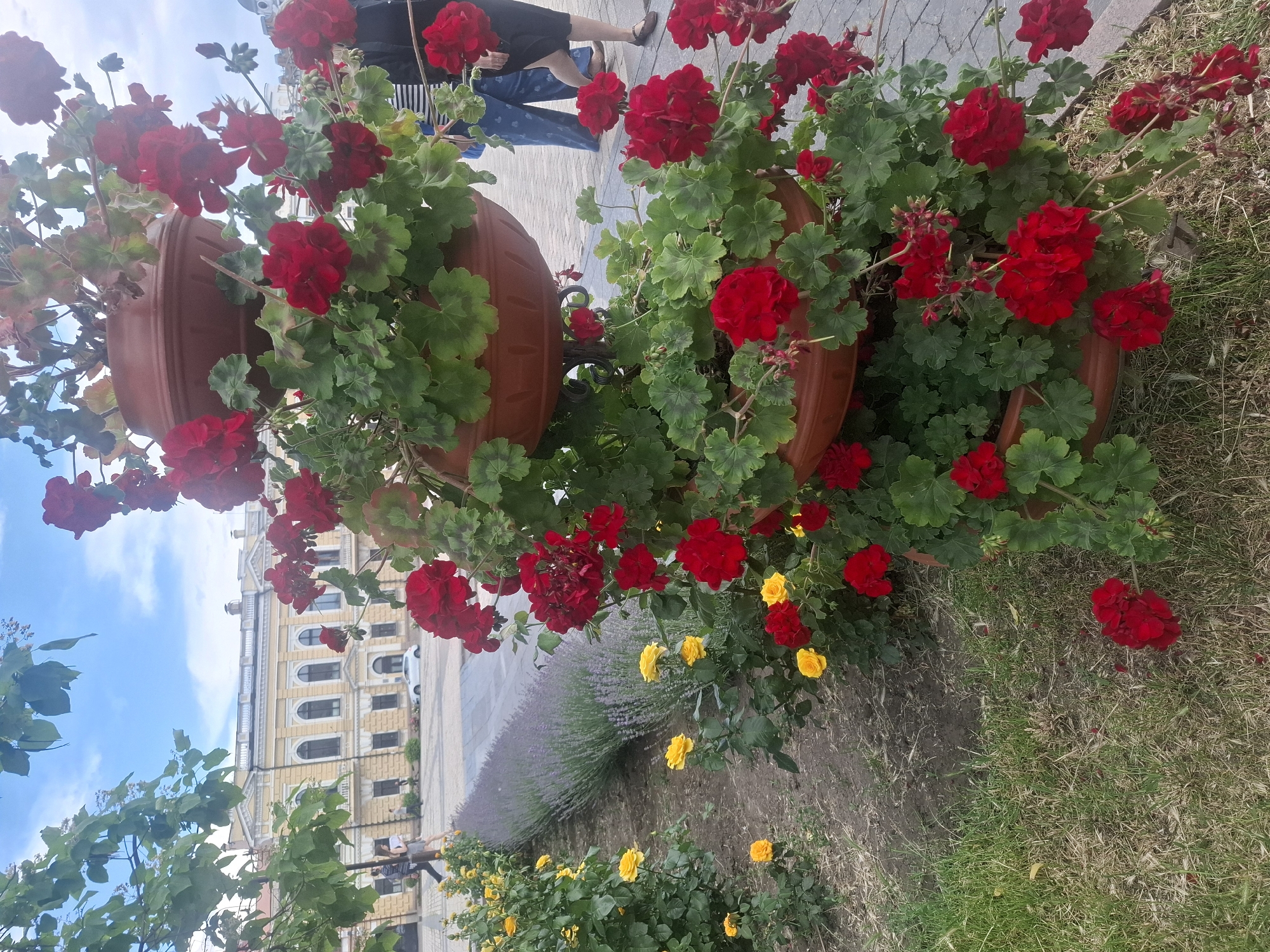 Witness documents summer flower displays in Kropyvnytskyi public gardens