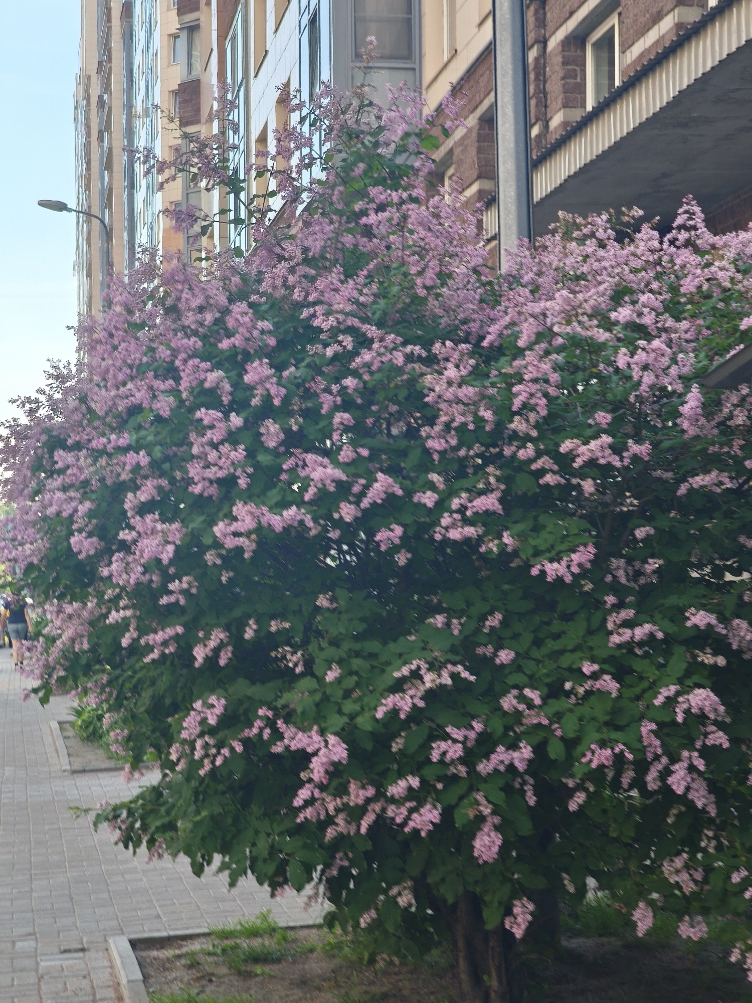 Spring flowers bloom in urban setting near brick building