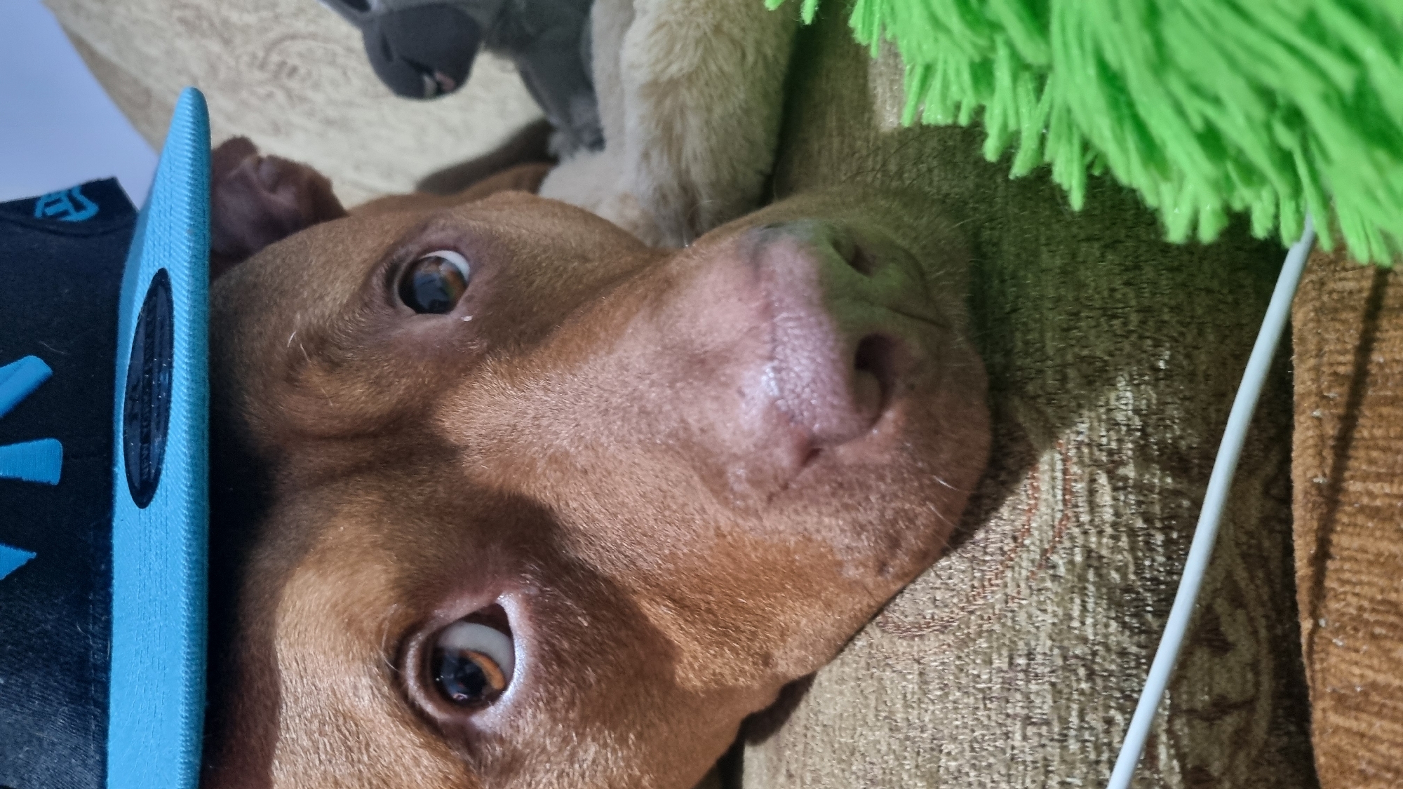 Dog Photo Session Captured in Multiple Close-Up Shots