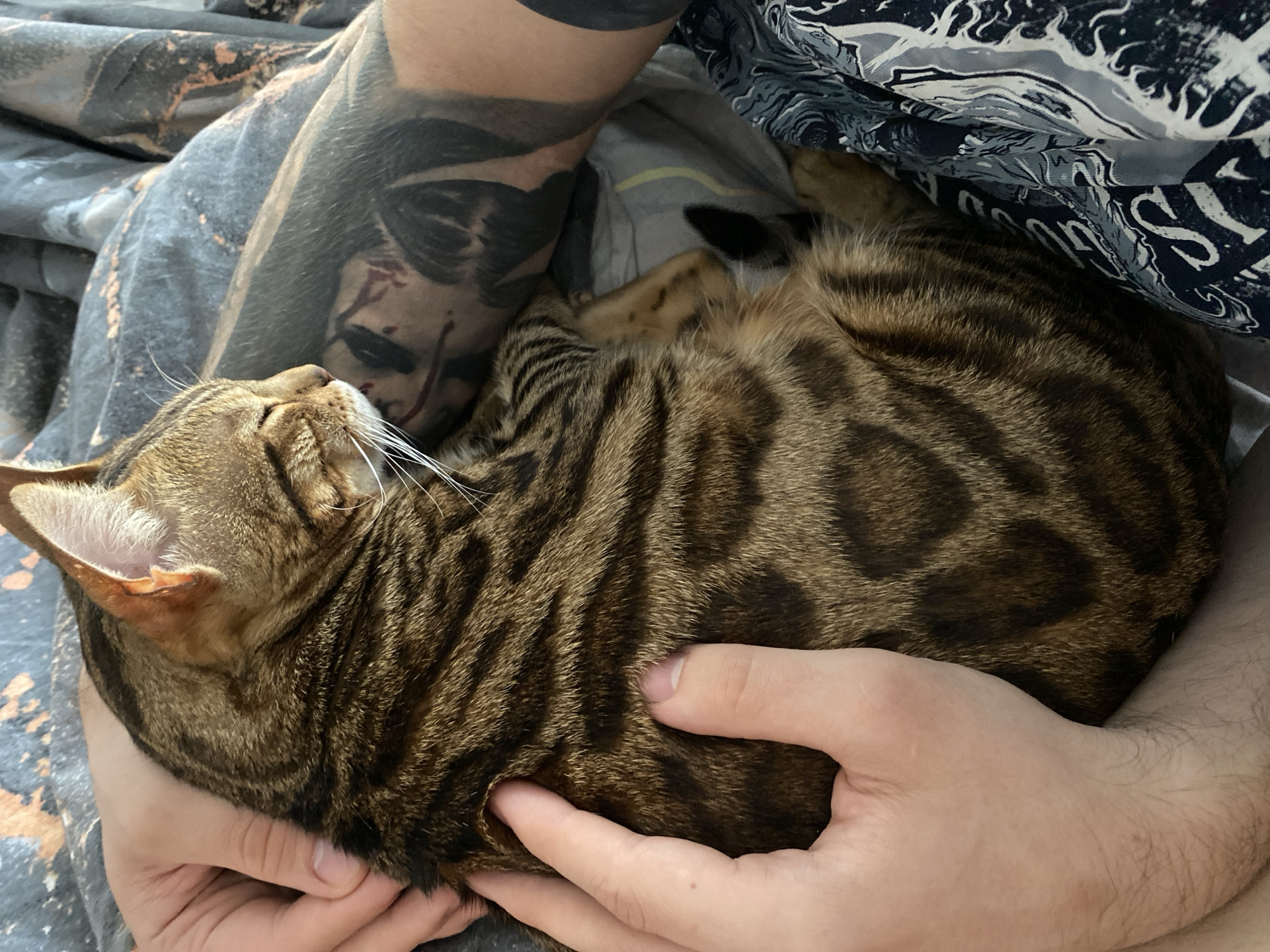 Peaceful moments: Bengal cat resting with owner in Chaikovsky