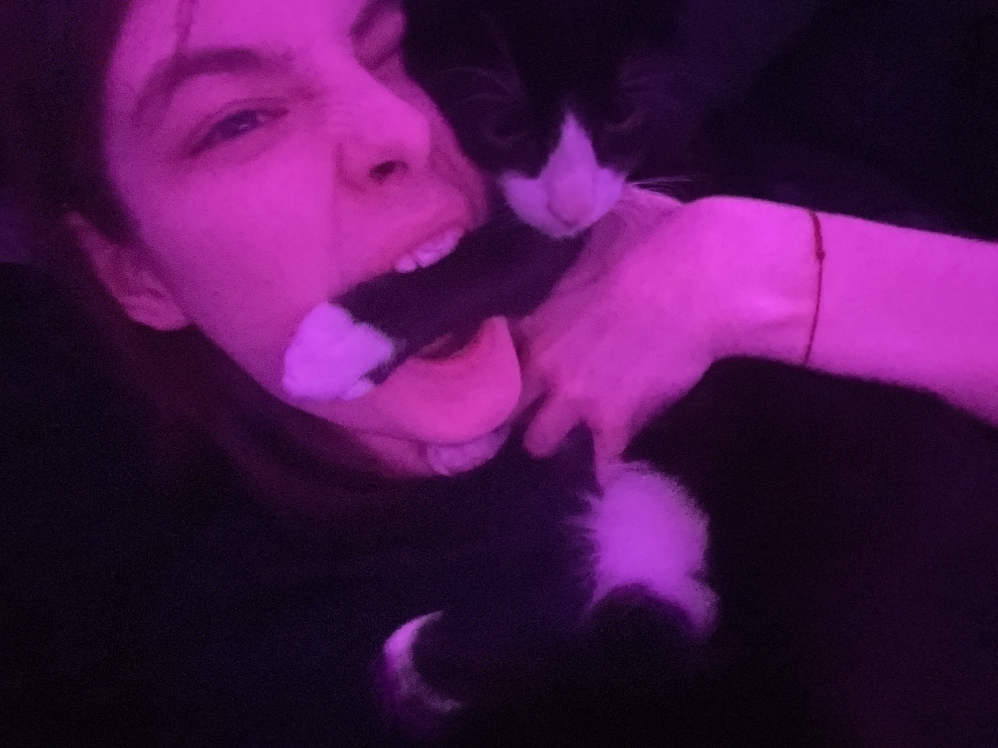 Person plays with cat under purple light in Saint Petersburg