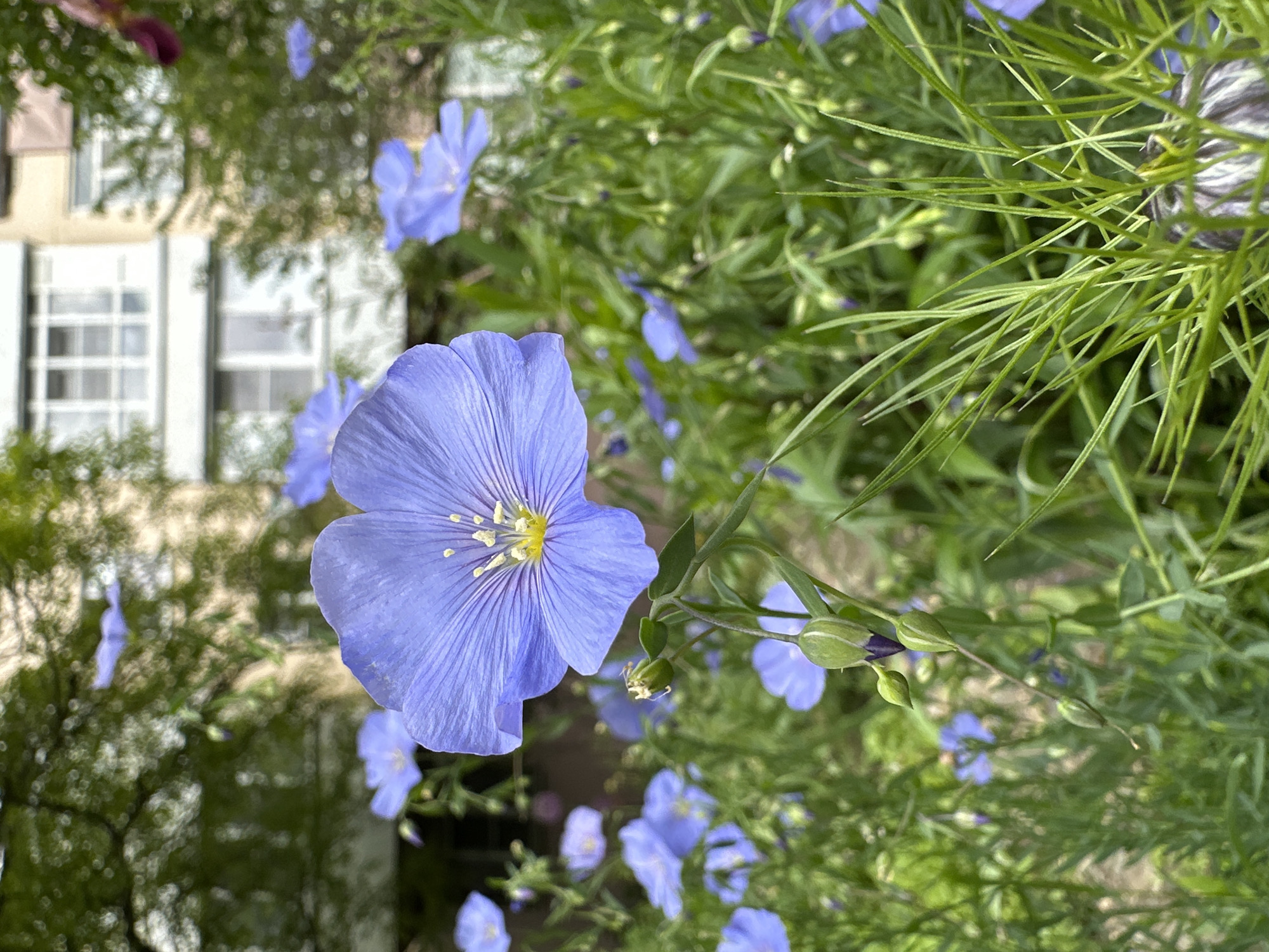 Morning garden photography session captures diverse blooms in Stavropol