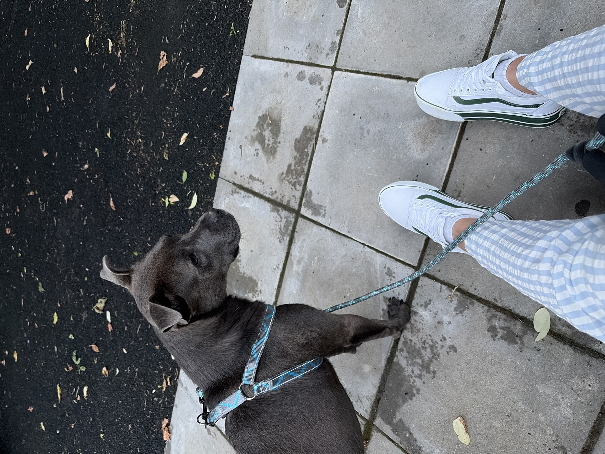 Harnessed dog visits playground with owner during evening hours