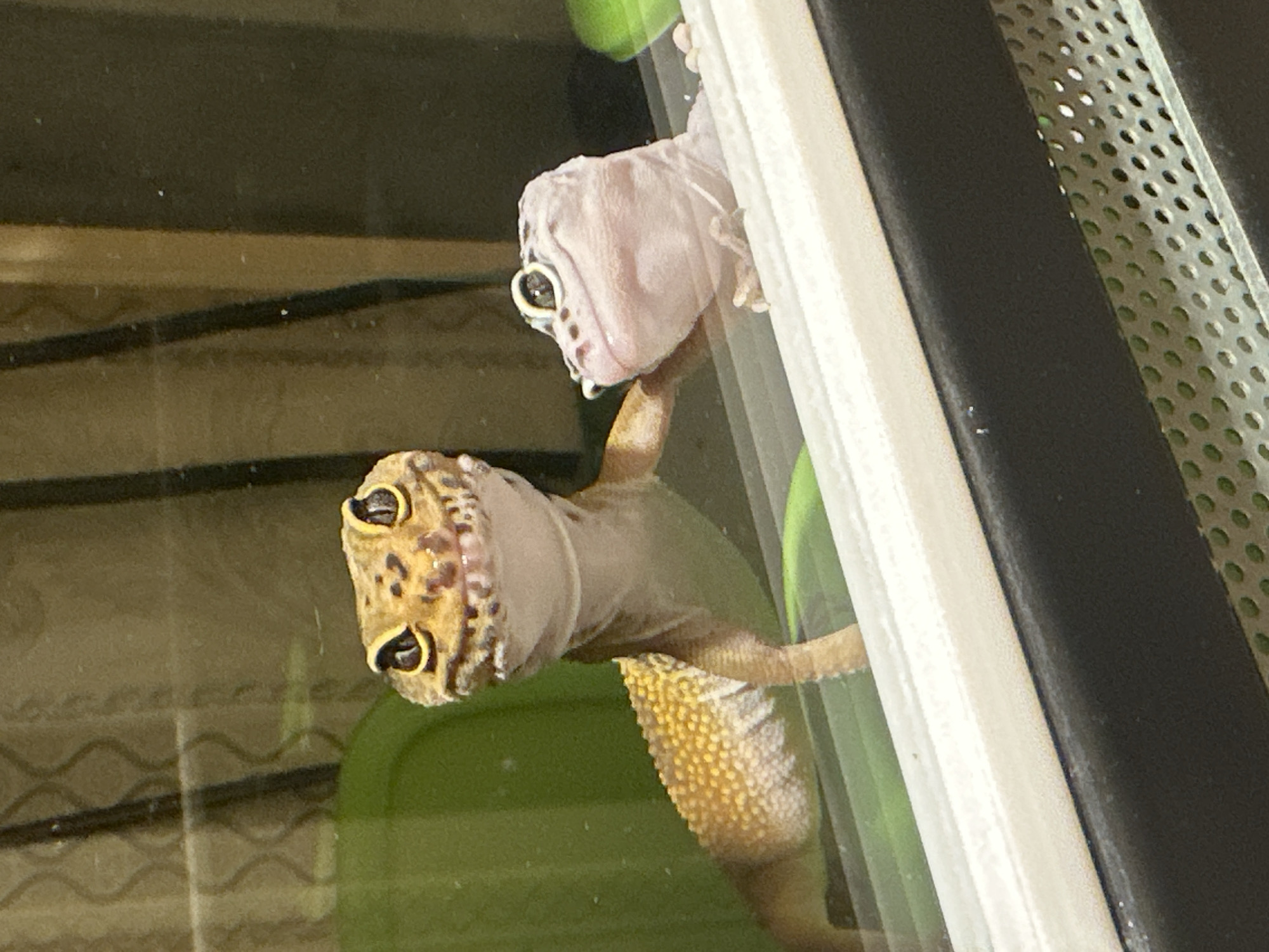 Two leopard geckos observed in Moscow terrarium enclosure
