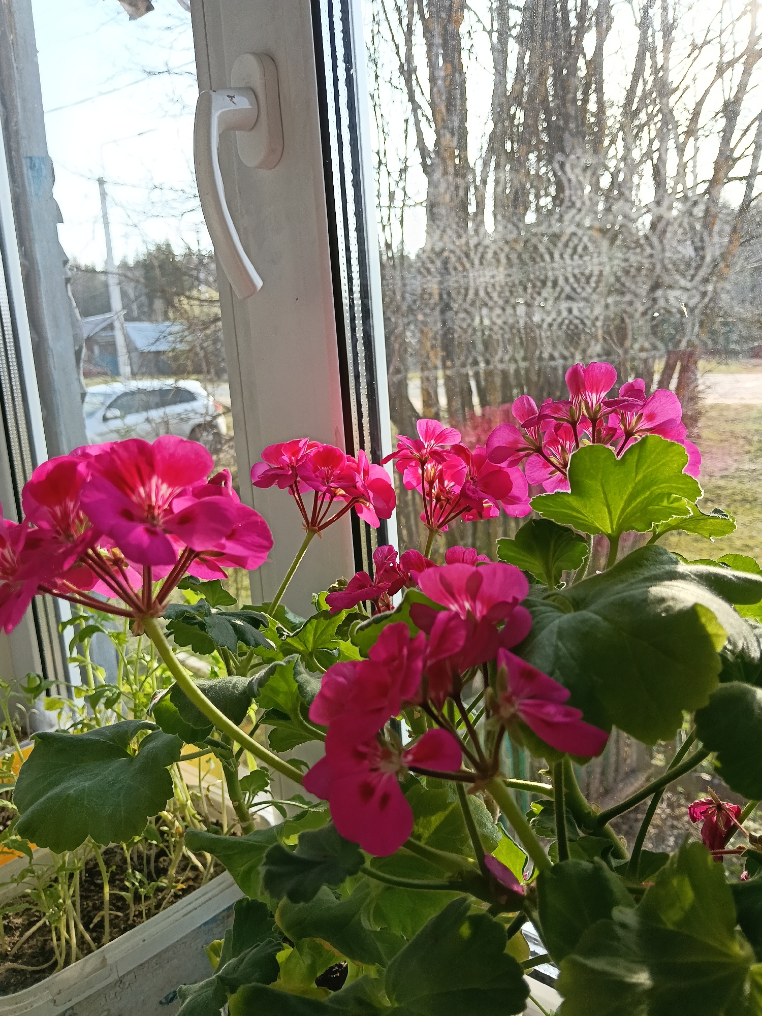 Morning moments documented in Russian village Красный Маяк