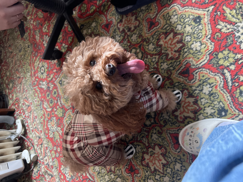 Dressed poodle and Abyssinian cat captured in Podolsk home