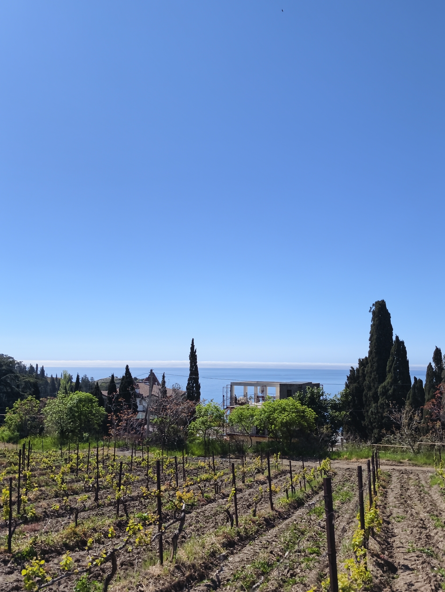 Young vineyard observed overlooking Black Sea in Utios, Ukraine
