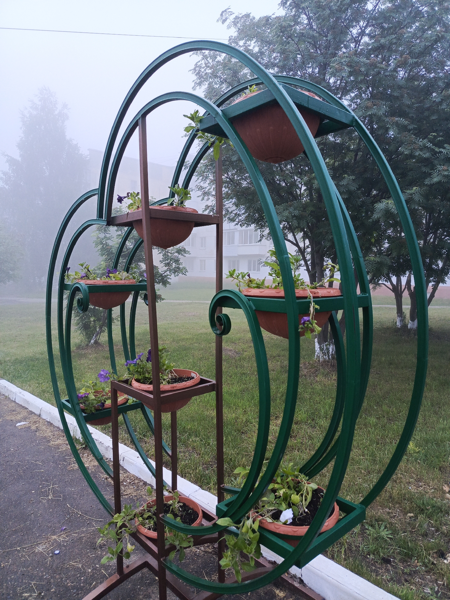 Flower displays documented on foggy morning in Chaikovsky, Russia