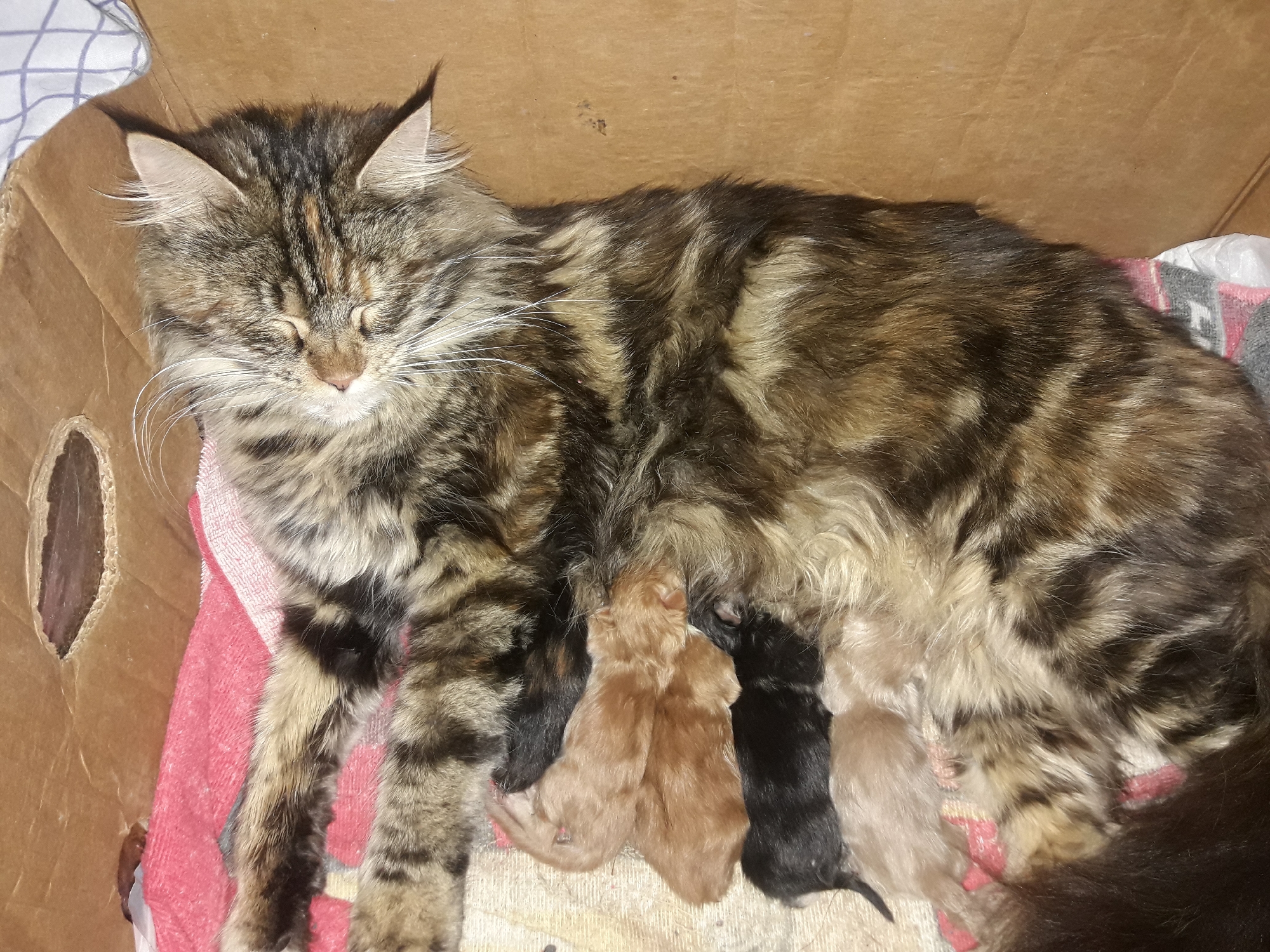 Tabby cat nurses four kittens in cardboard box
