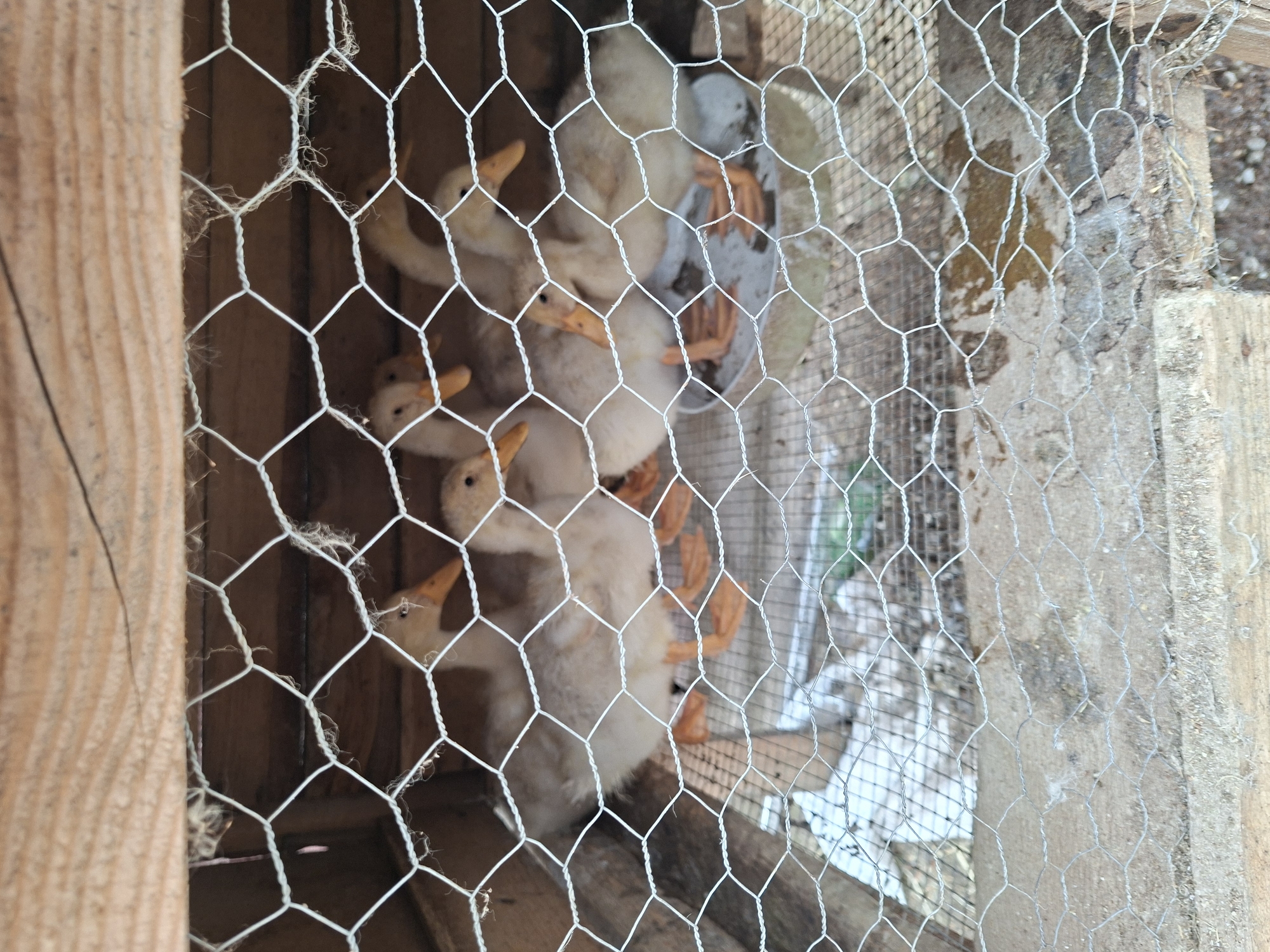 Farm animals in enclosures observed in Bulgarian village