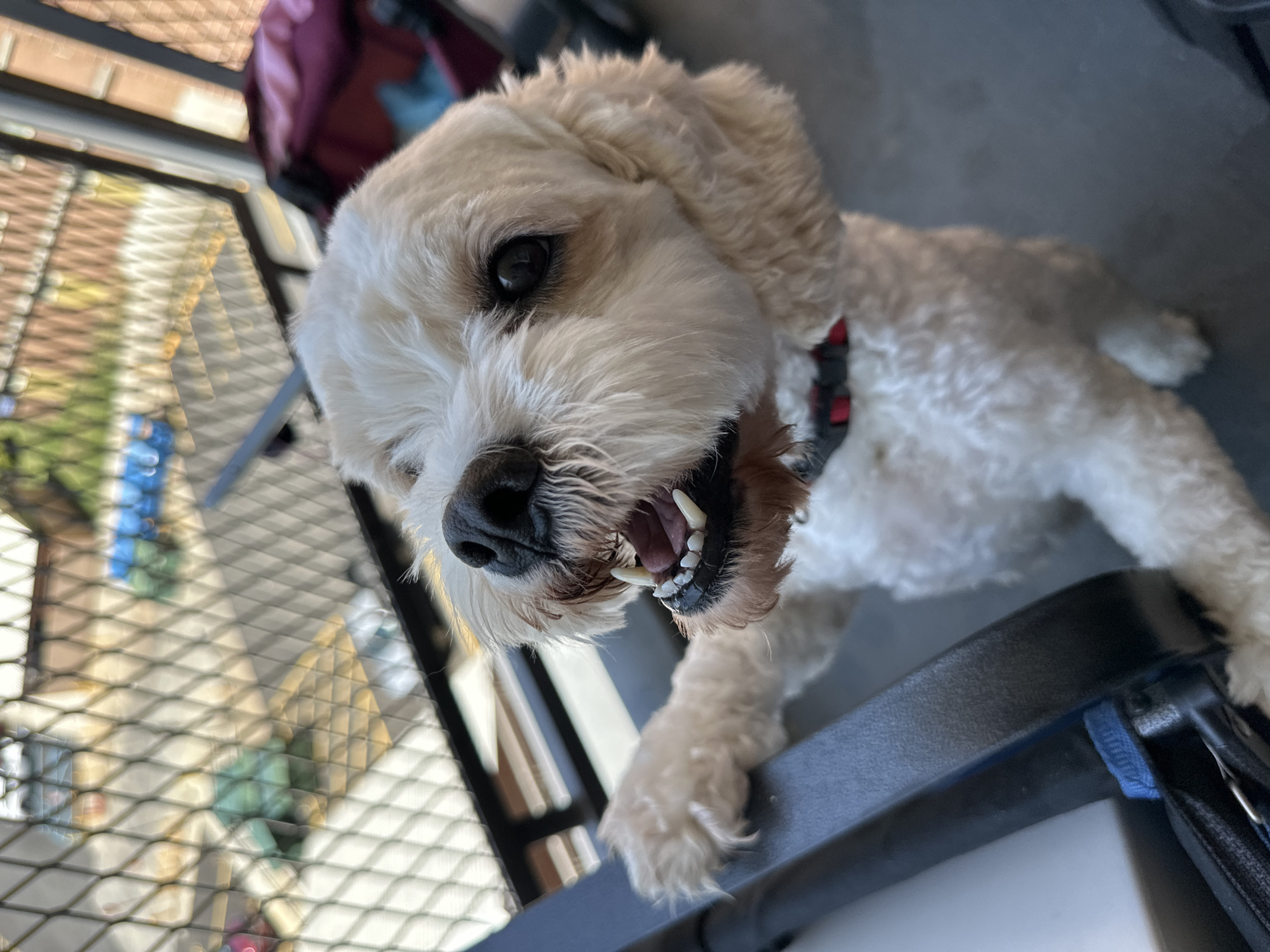 Fourth of July in Coney Island — rides, pools, and pets
