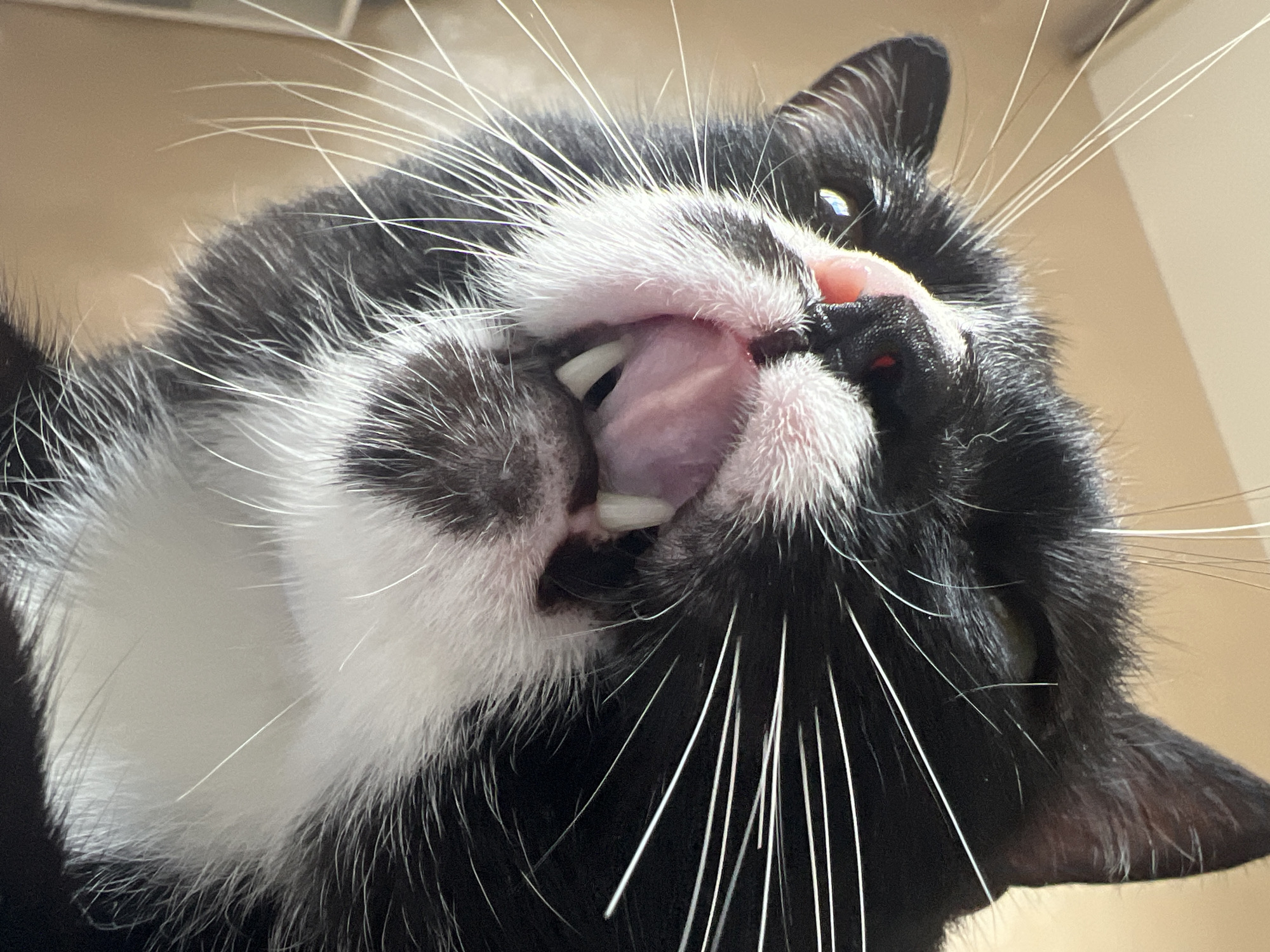 Tuxedo cats at home in Sofia, caught in close-up detail