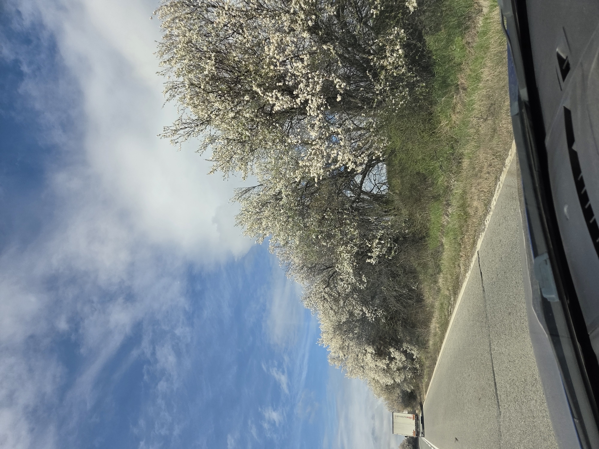 Spring blooms line Bulgarian roadside under cloudy skies