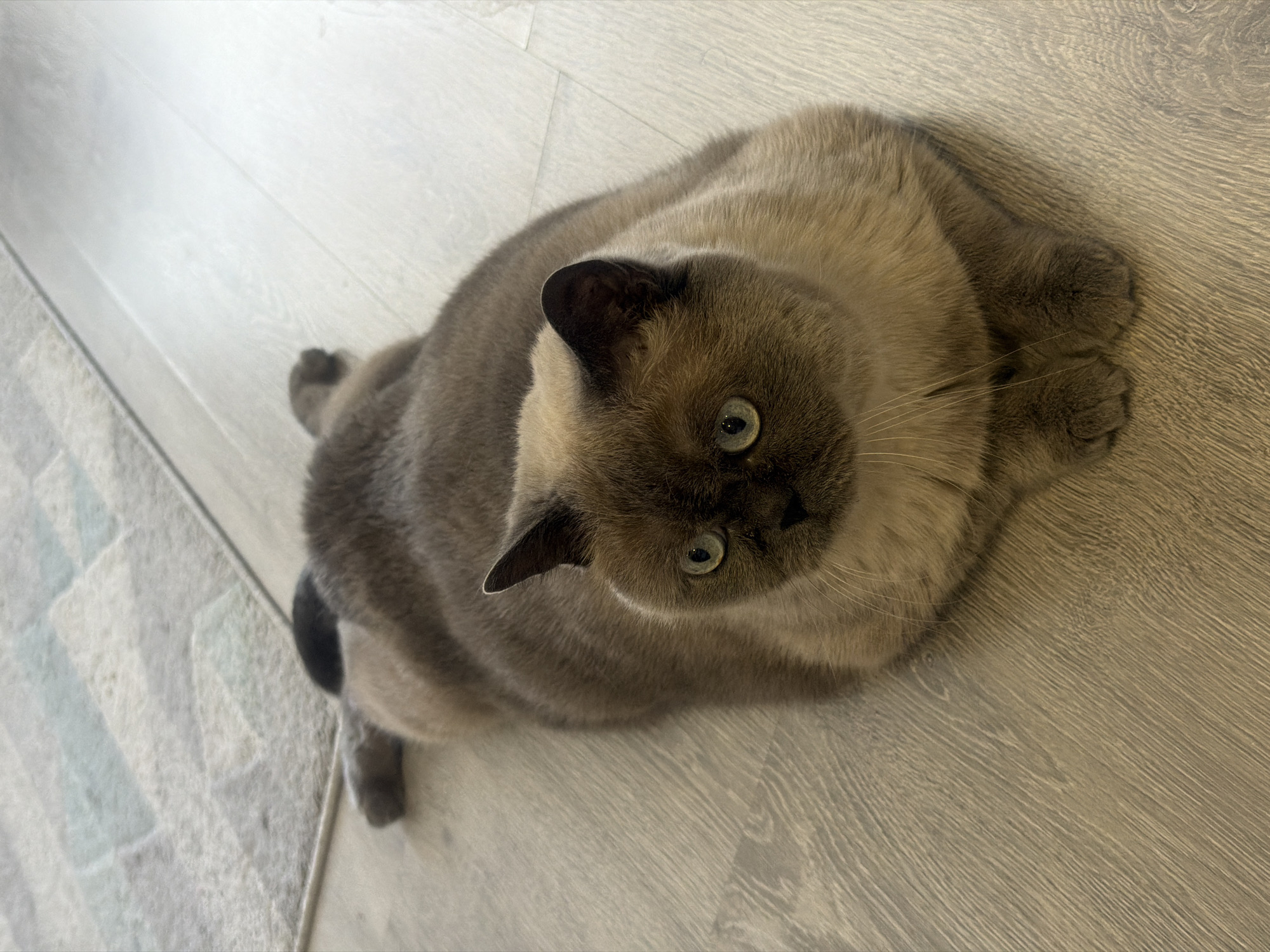 Domestic cats spotted in morning hours across Rostov-on-Don homes