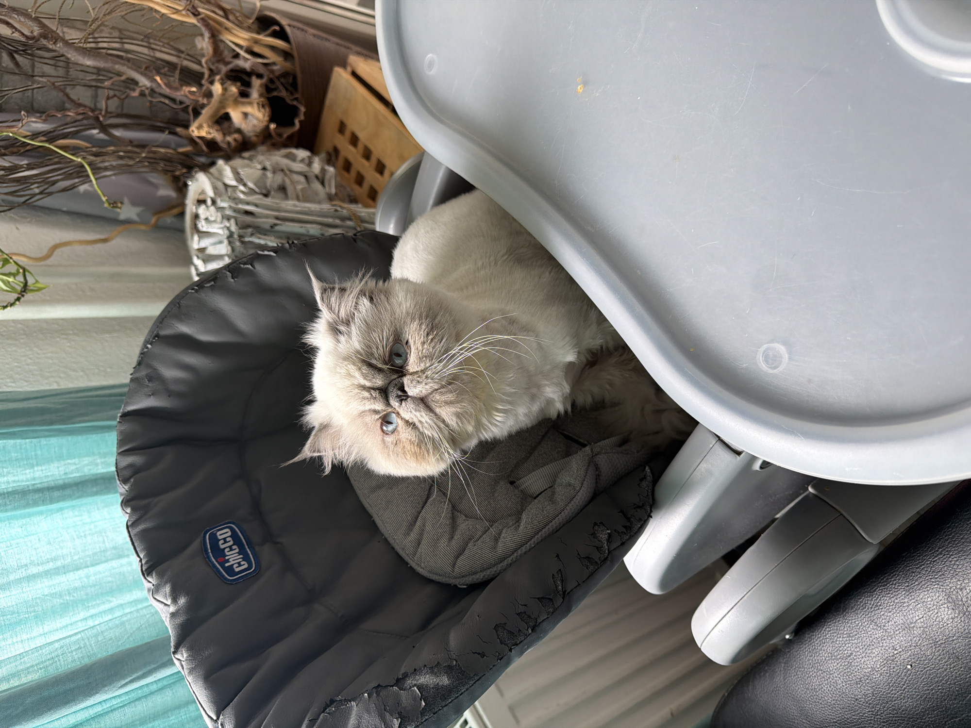 Cat naps in baby chair near window in Wiesbaden