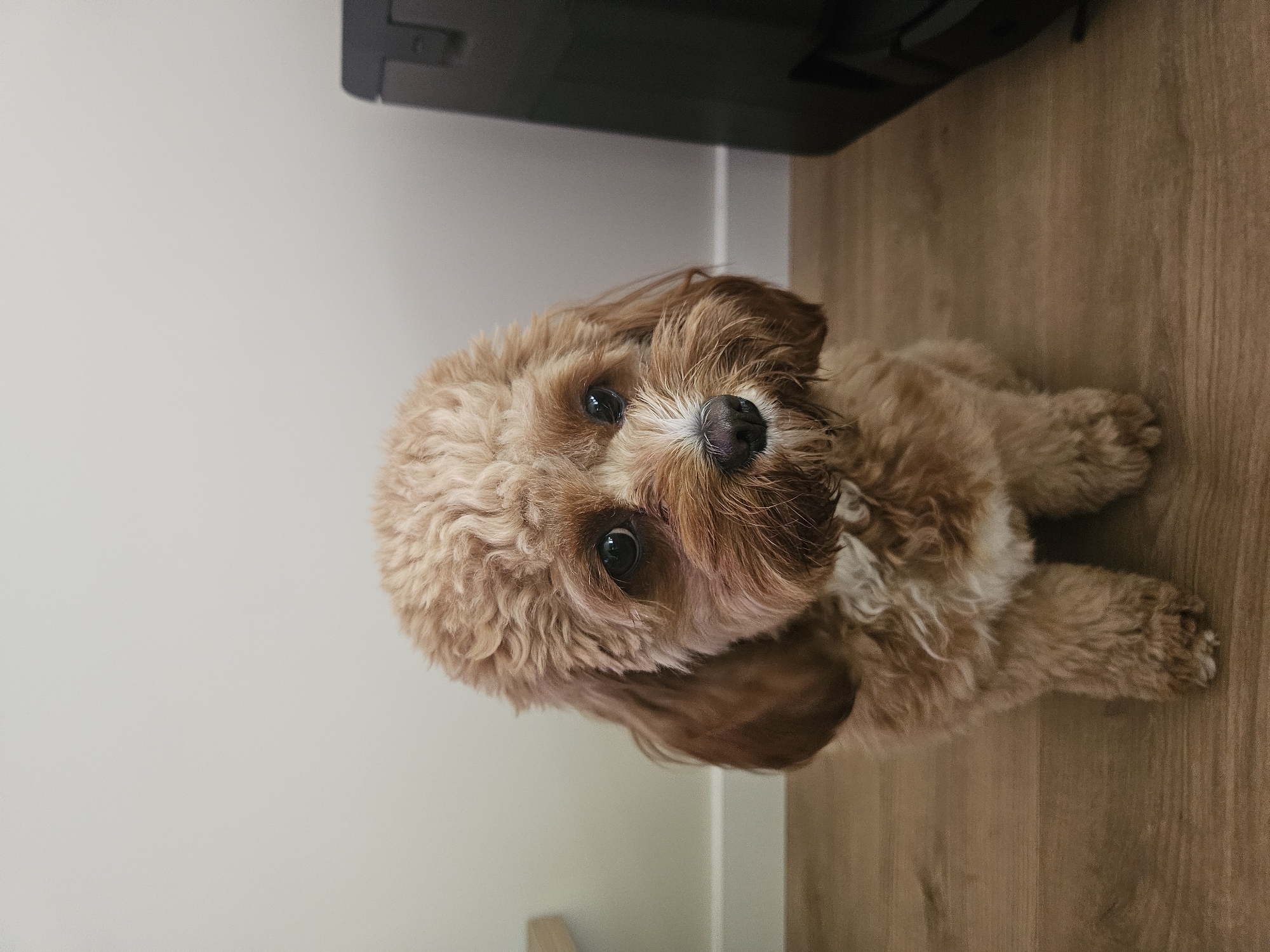 Pet interactions and tulips captured in Burgas homes