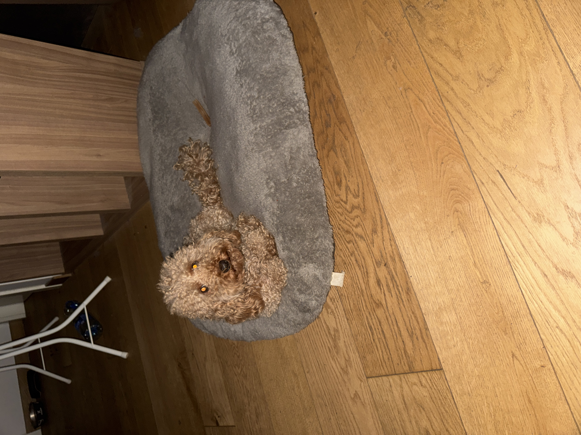 Tan poodle rests in pet bed in Belgrade home