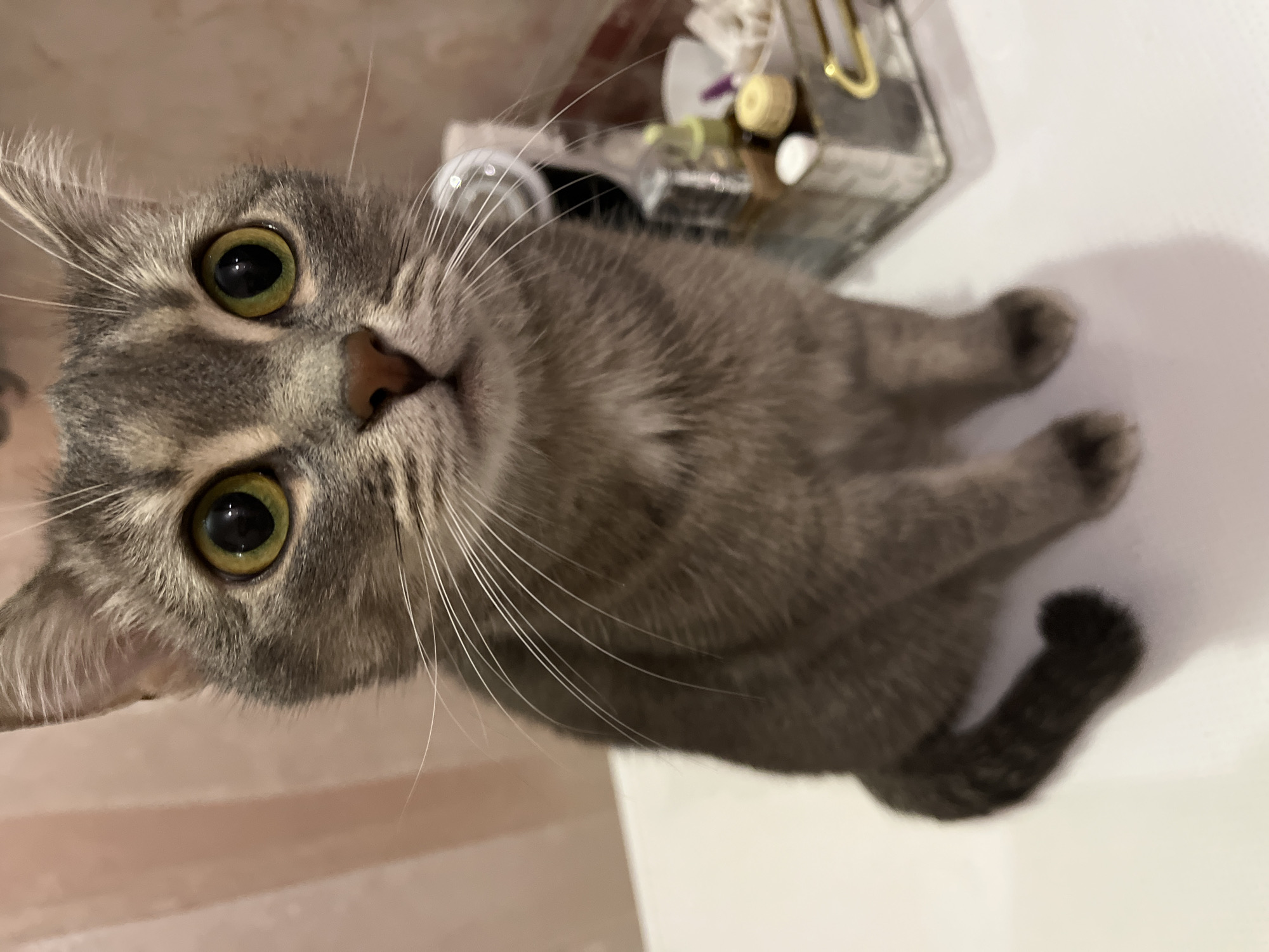 Morning cat moments documented in Chaikovsky, Russia