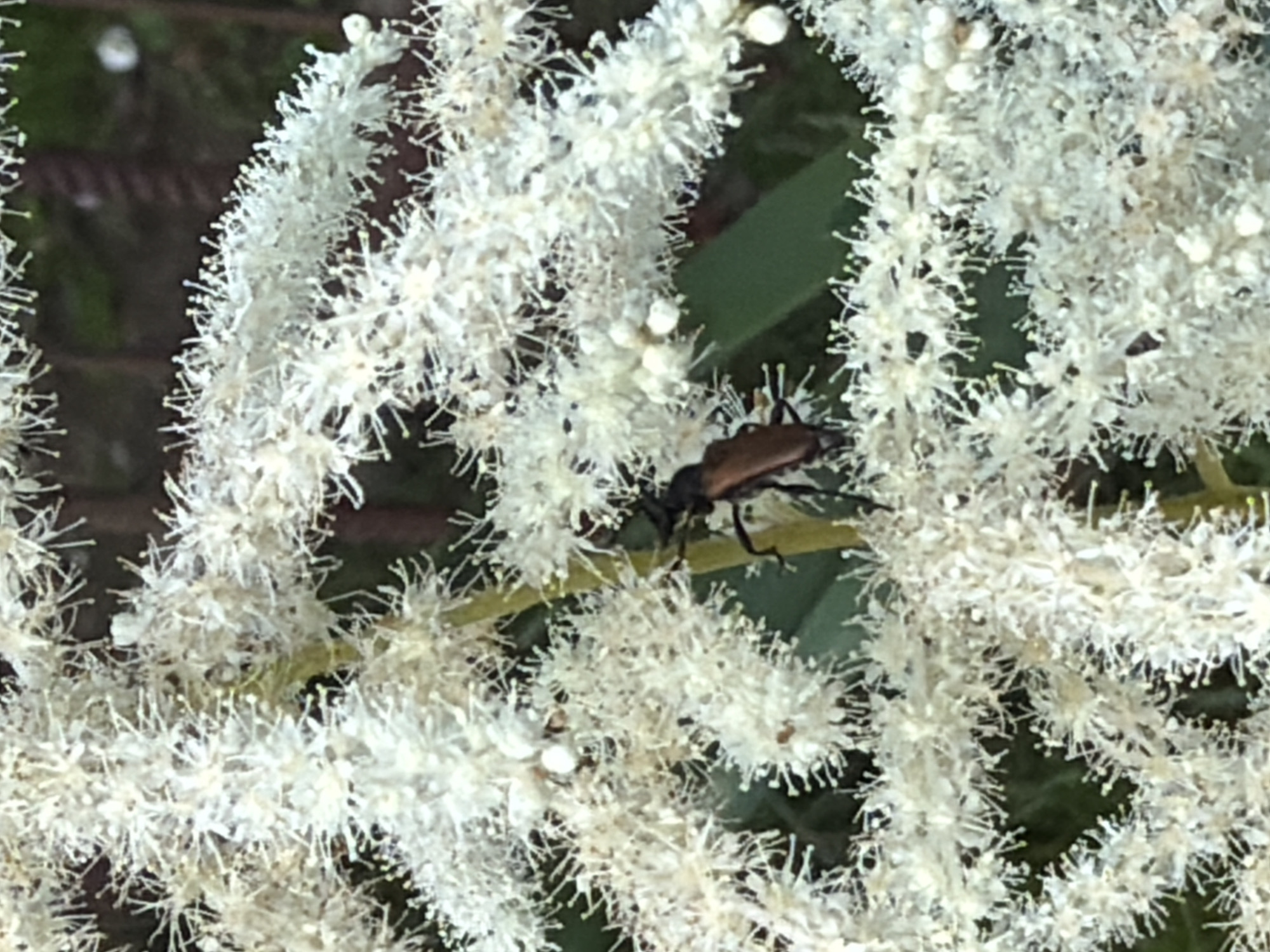 Dogs, garden flowers, and summer bugs in a Kozova backyard