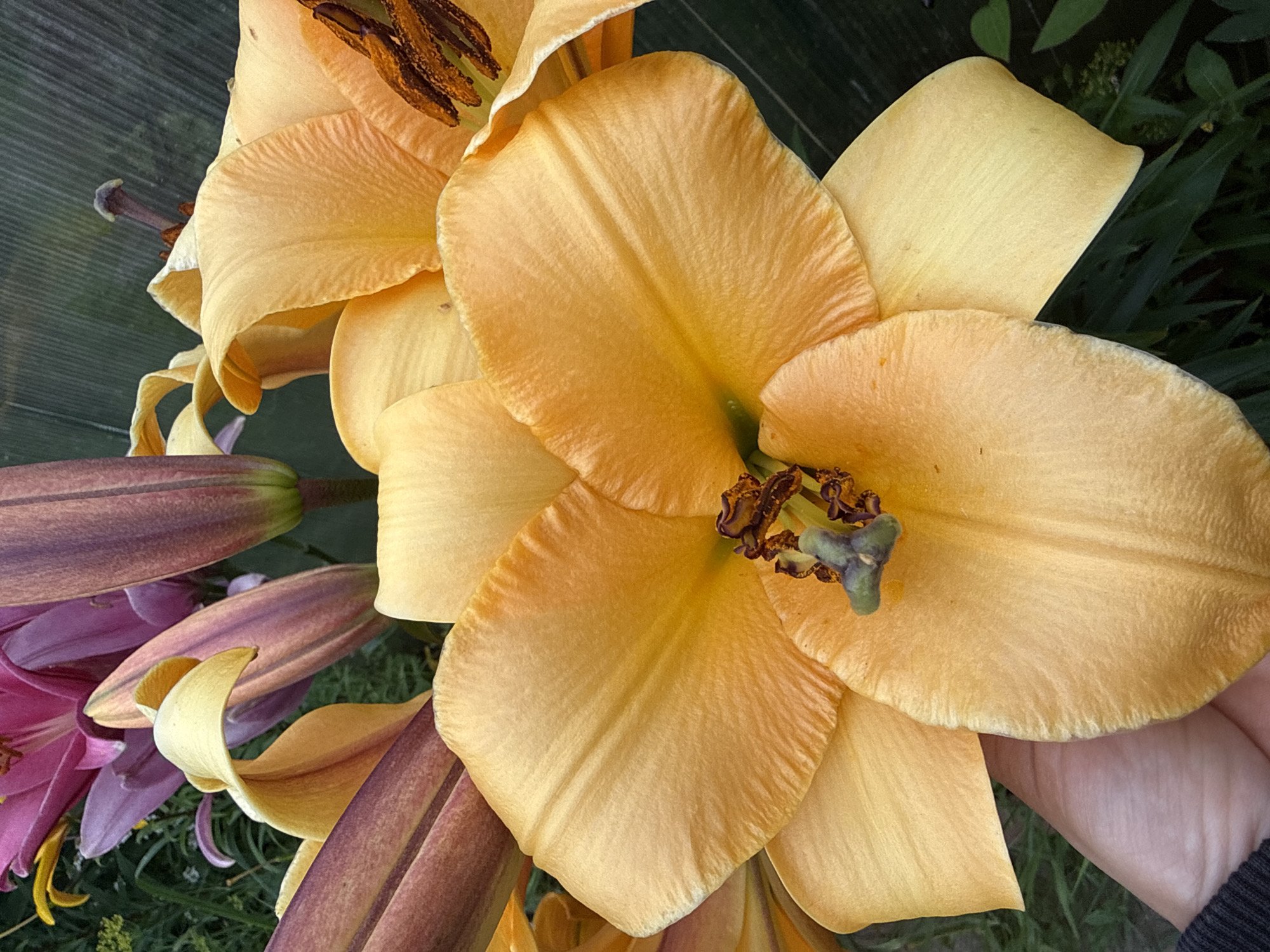 Lilies and hydrangeas in bloom in a Votkinsk garden