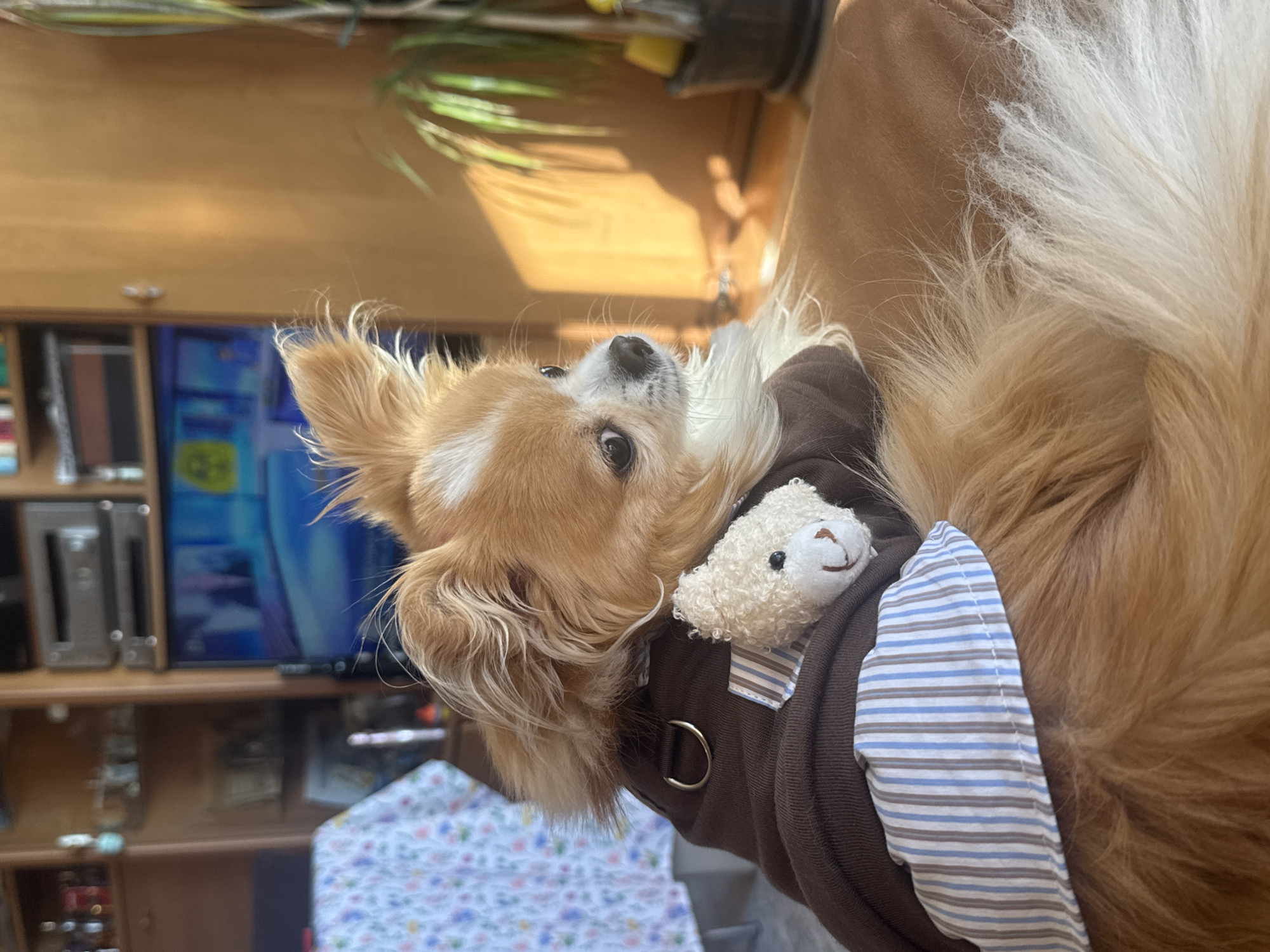 Pet and child moments captured in Bulgarian seaside town