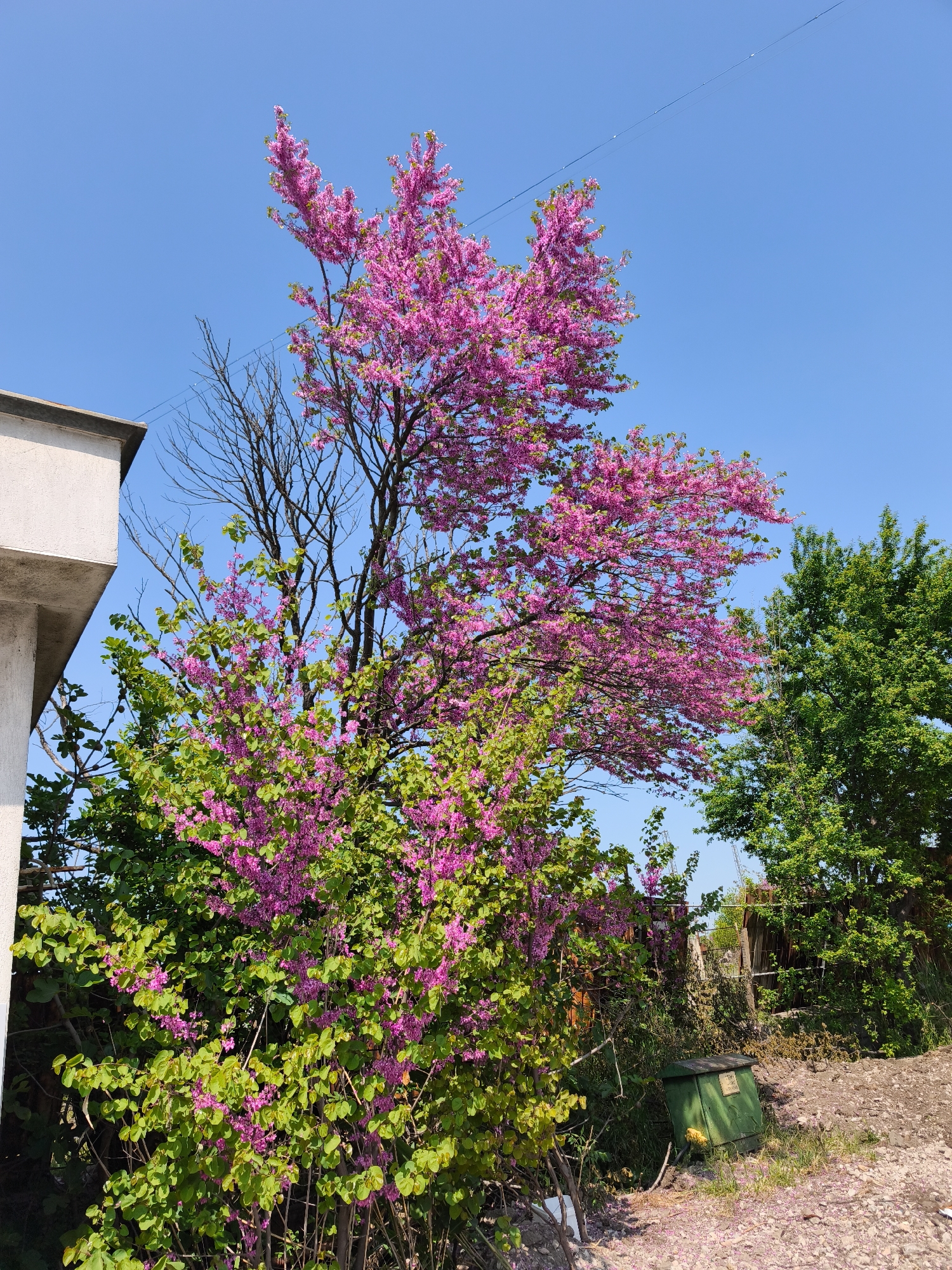 Spring blooms captured in Burgas development area