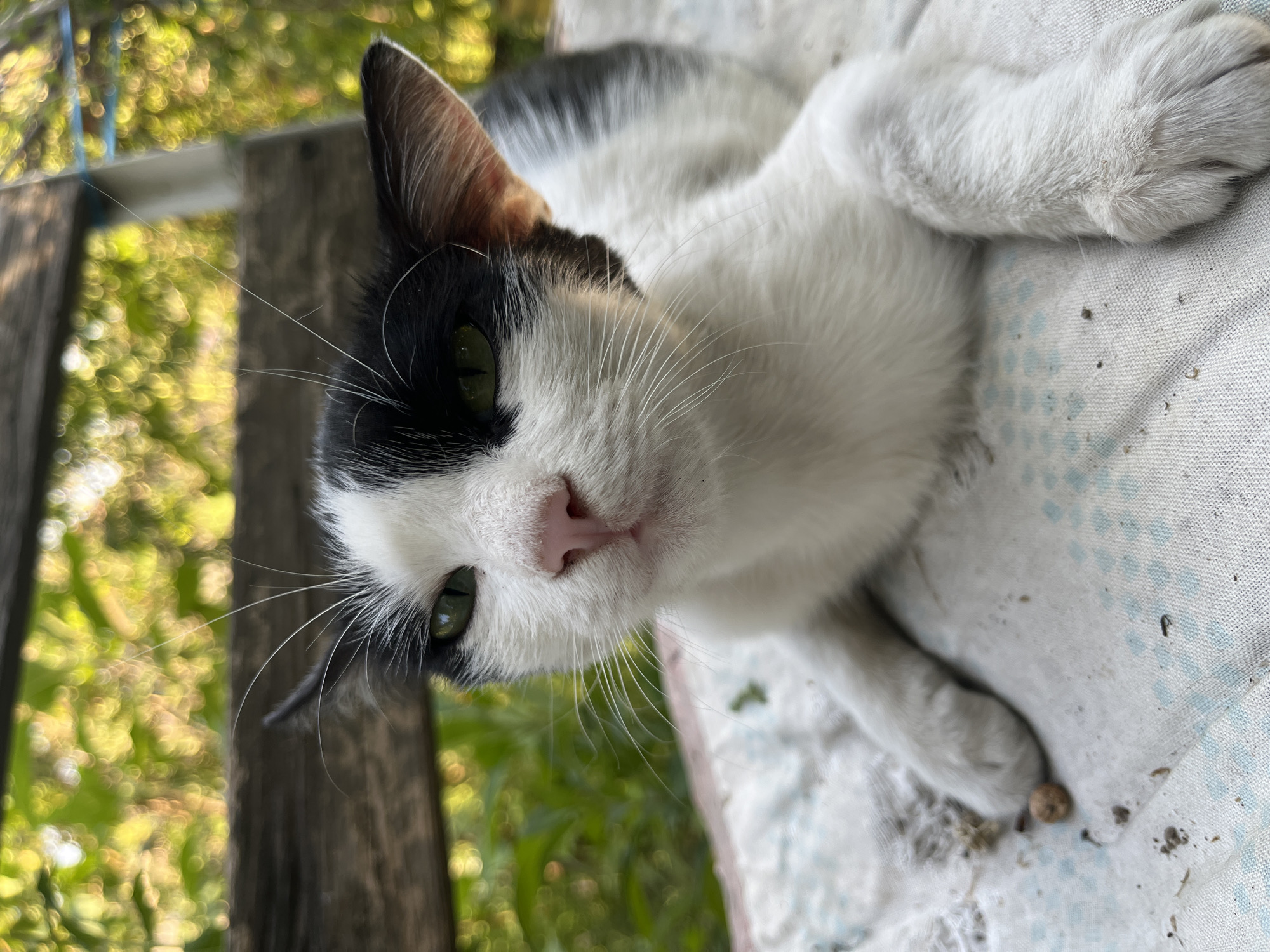 Kittens and garden close-ups from a home in Mailuu-Suu