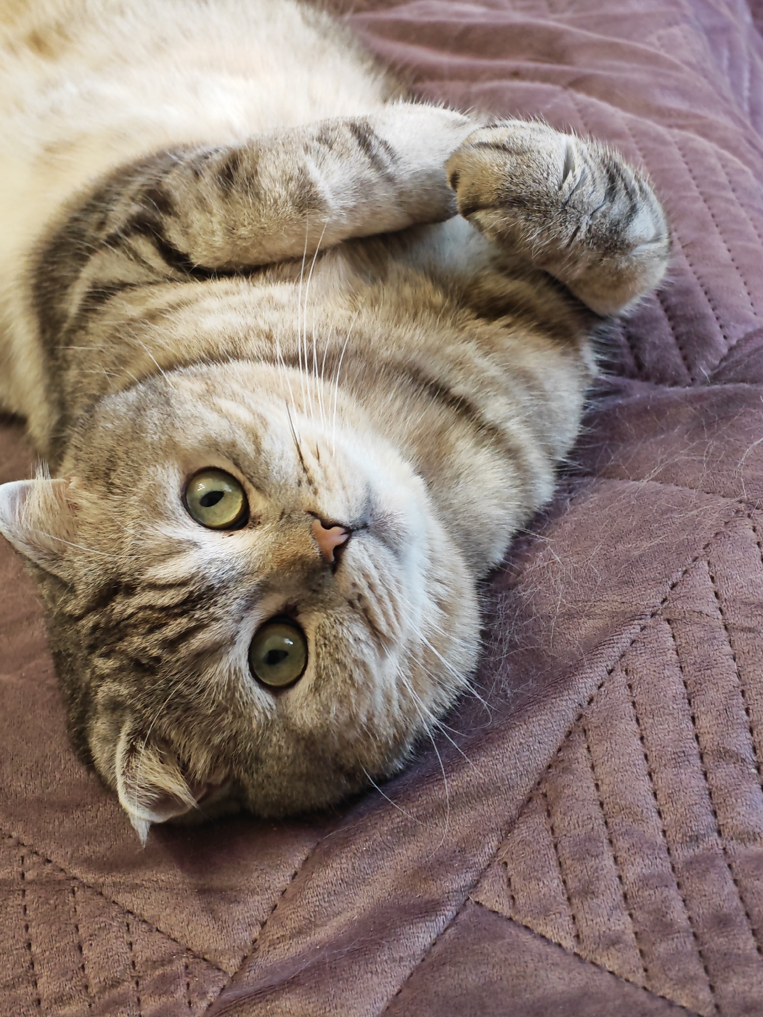 Scottish Fold tabby cat plays and relaxes at home in Minsk