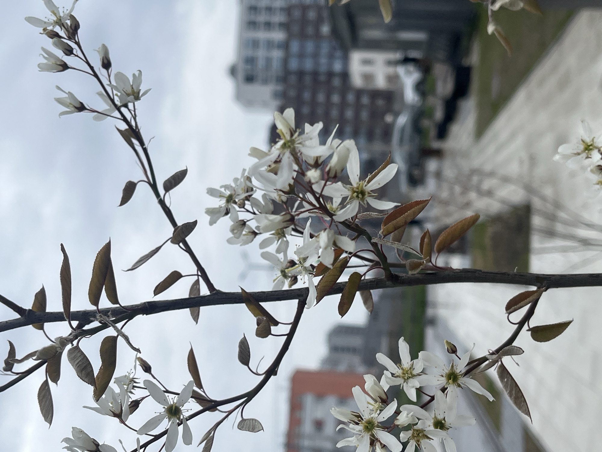 Spring day moments captured across Saint Petersburg buildings and streets