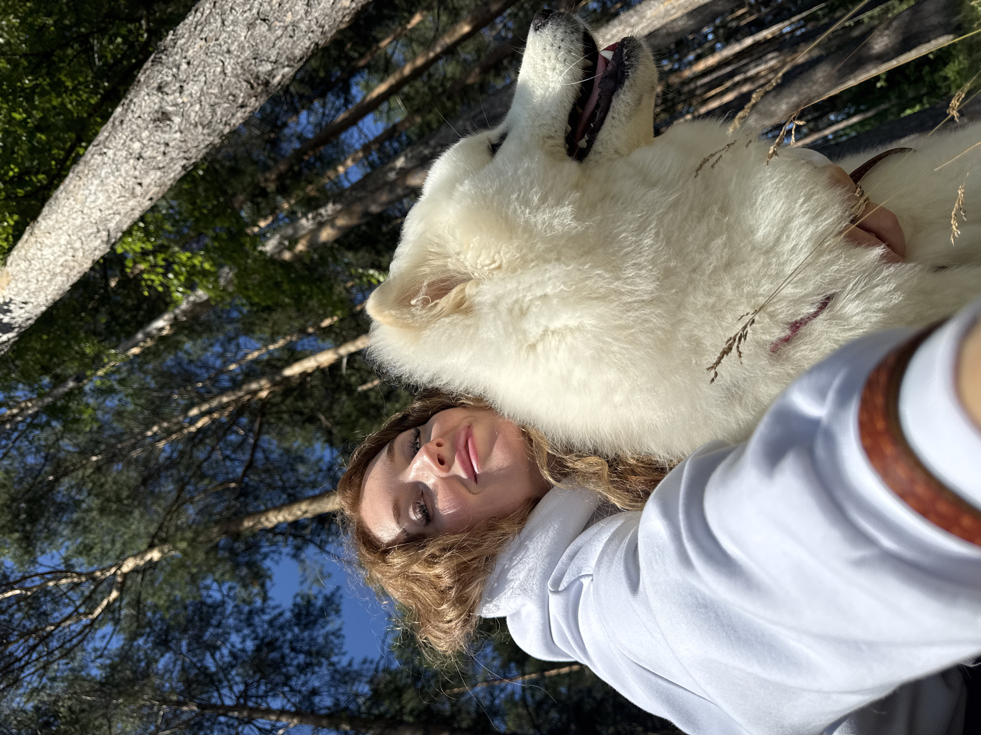 Forest walk with a Samoyed in Chaikovsky, Russia