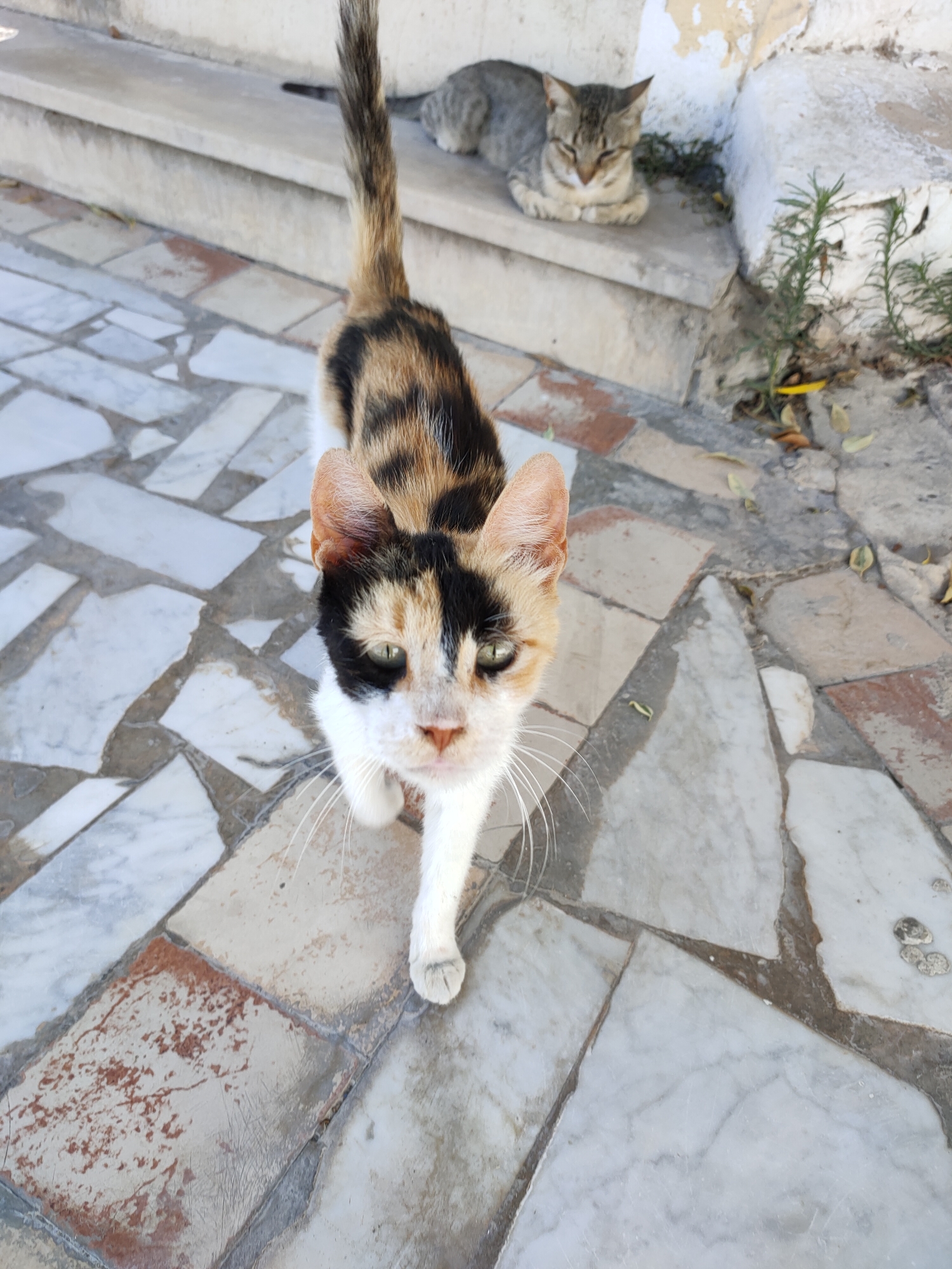 Everyday streets and local life across Greater Ariana, Tunisia