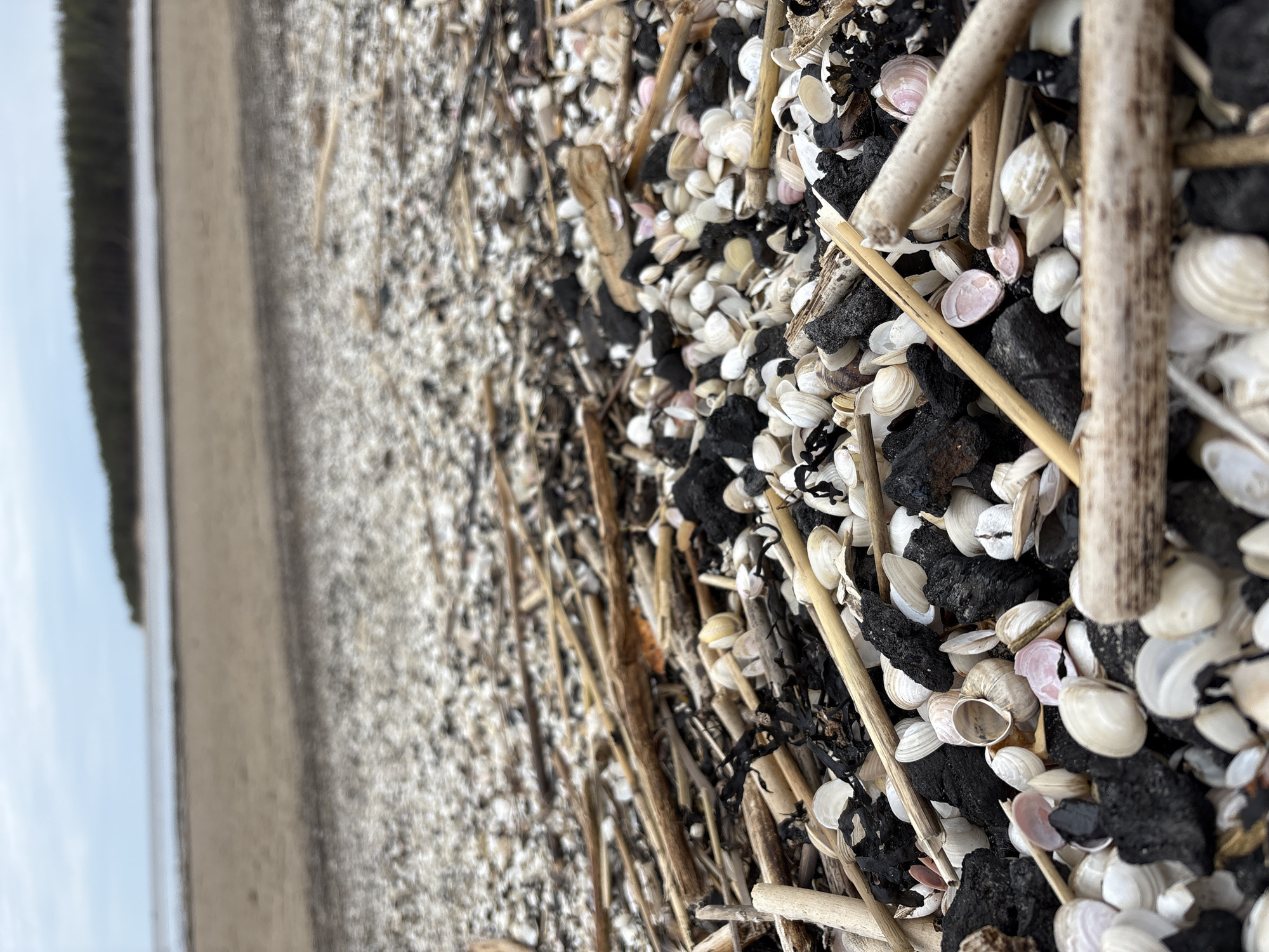 Witness documents beach debris and dogs at Jūrmala, Latvia