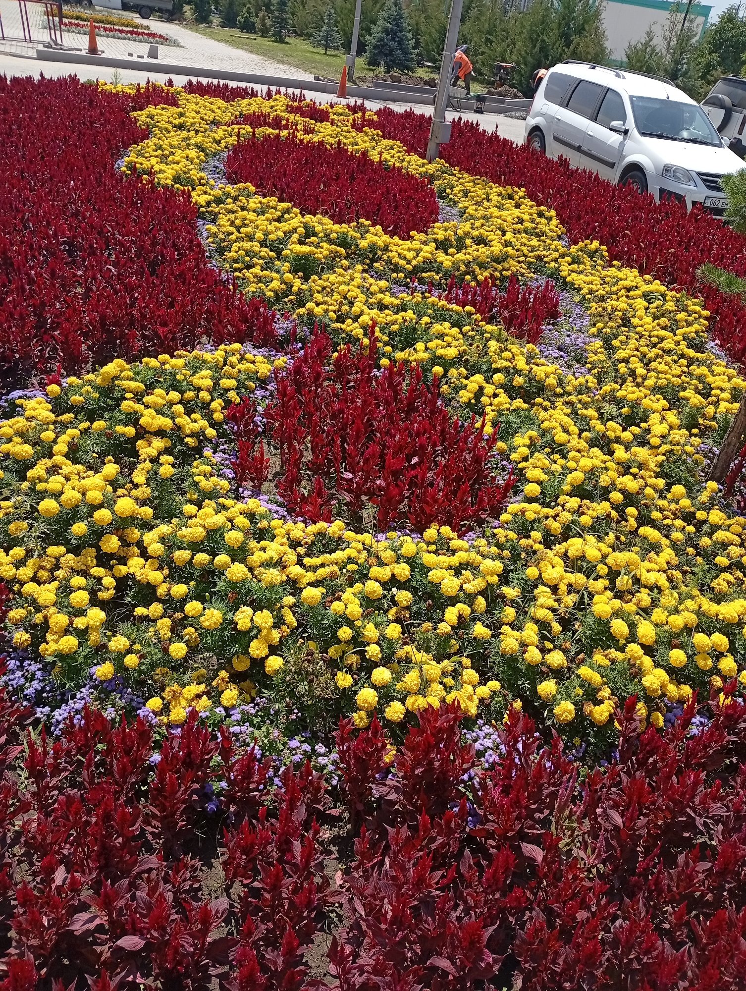 Colorful marigold and celosia flower bed in Almaty park