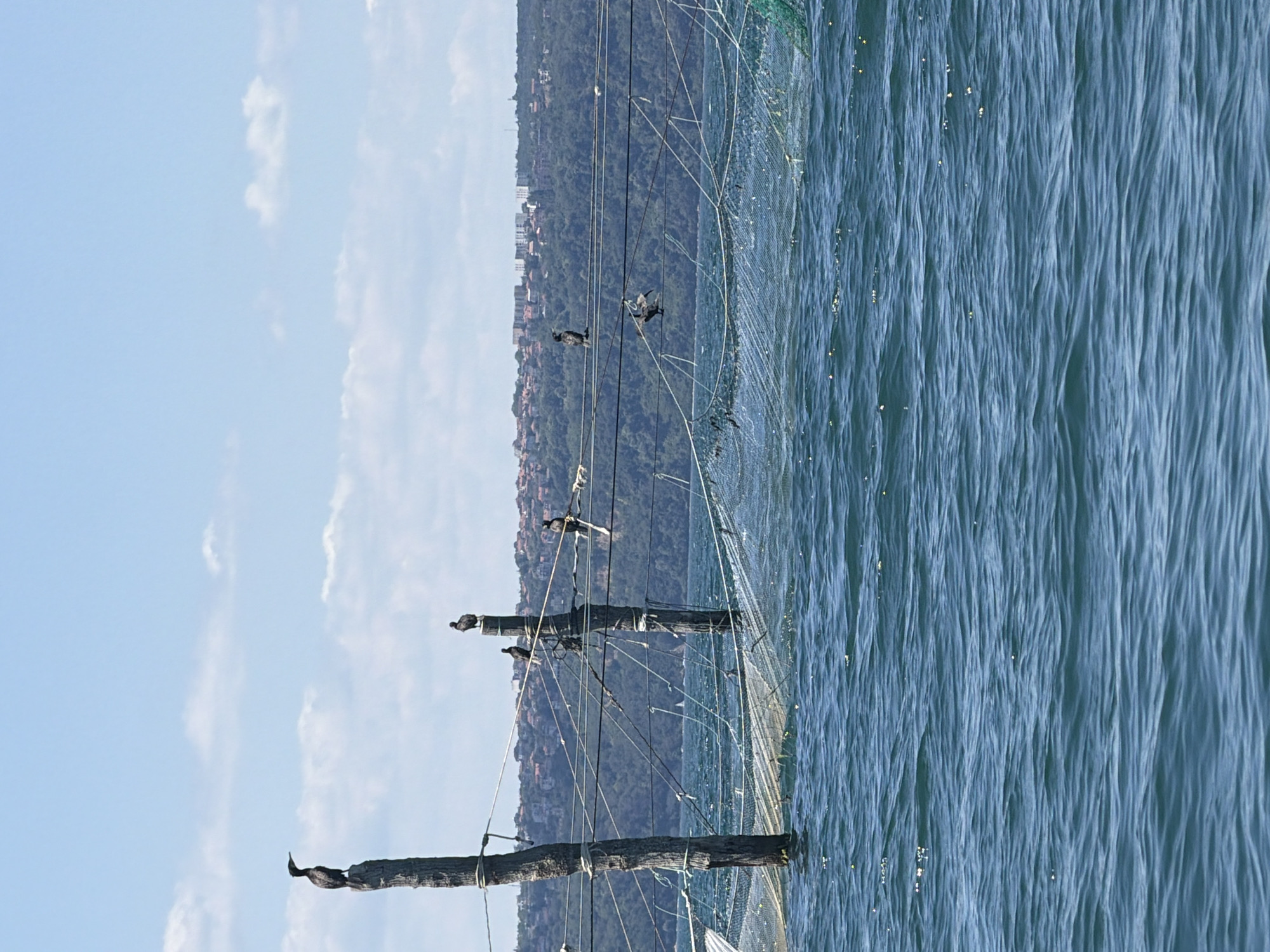 Cormorants rest on Black Sea fishing poles near Varna's coast