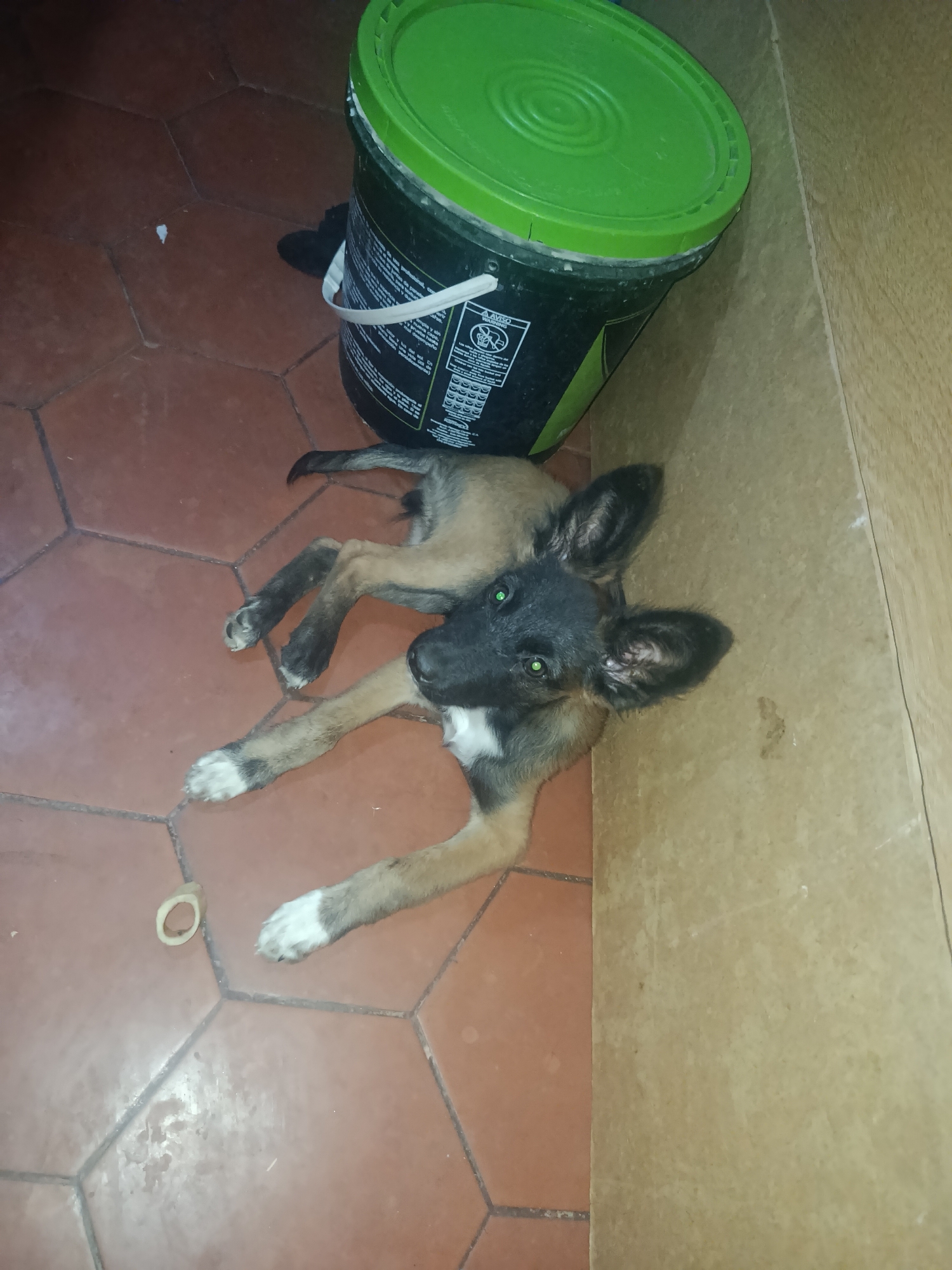 Young puppy spotted multiple times in Juan Griego home