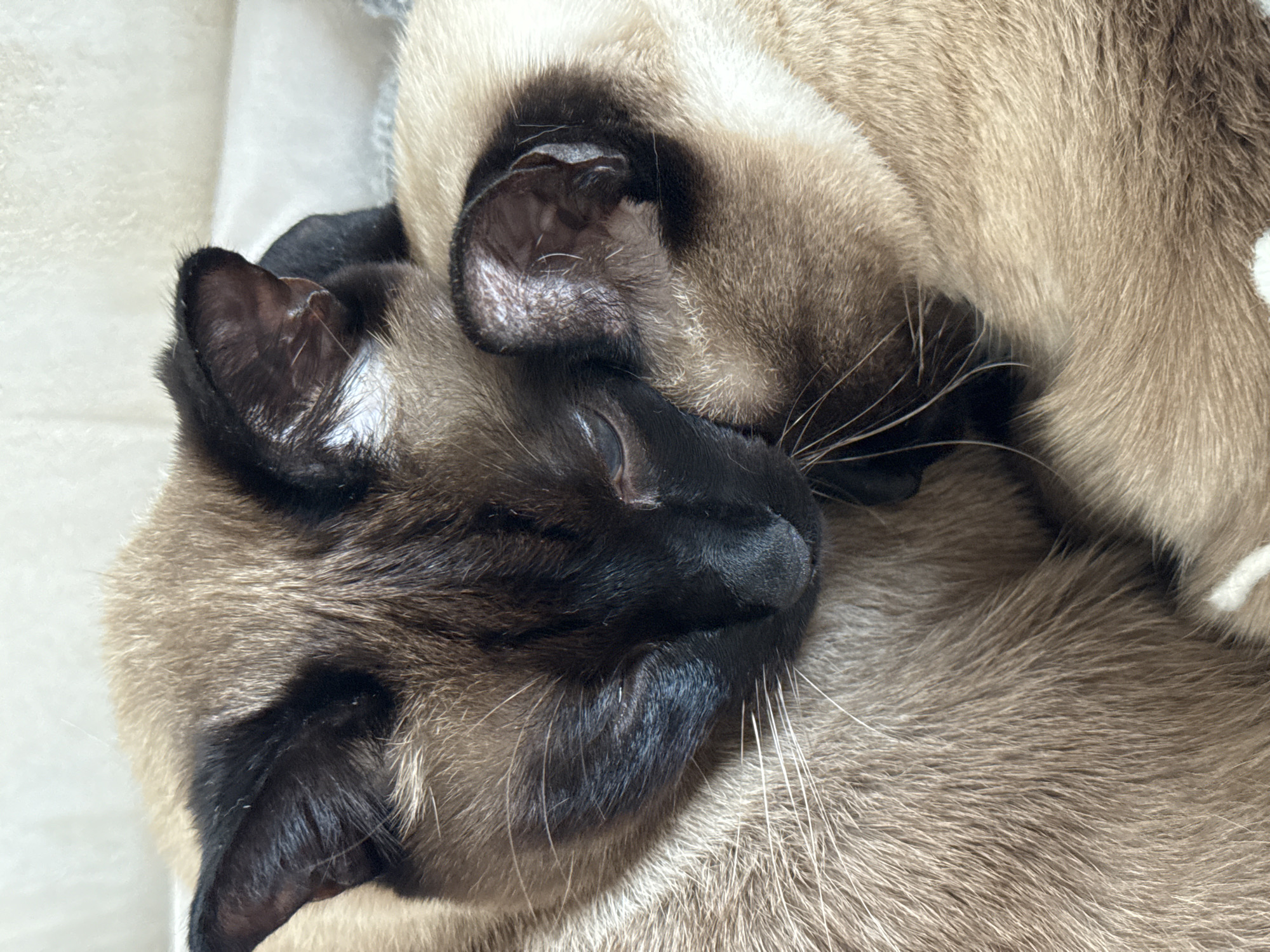 Woman spends quiet afternoon with Siamese cats in Russian home