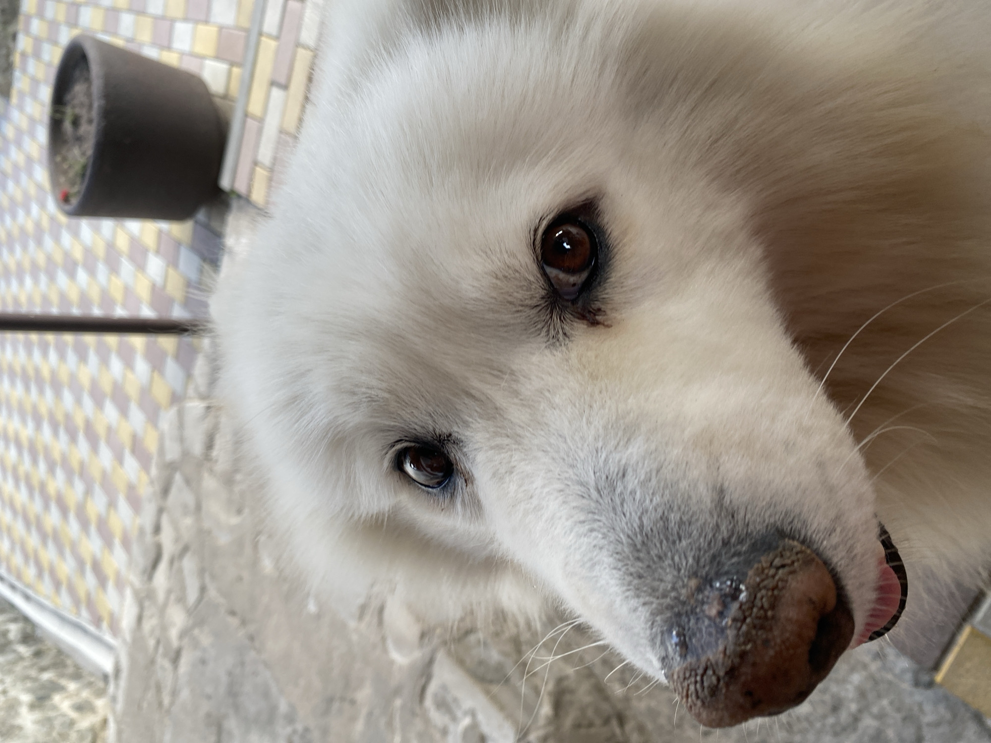 Fluffy white dog, a flowering sumac, and fresh strawberries