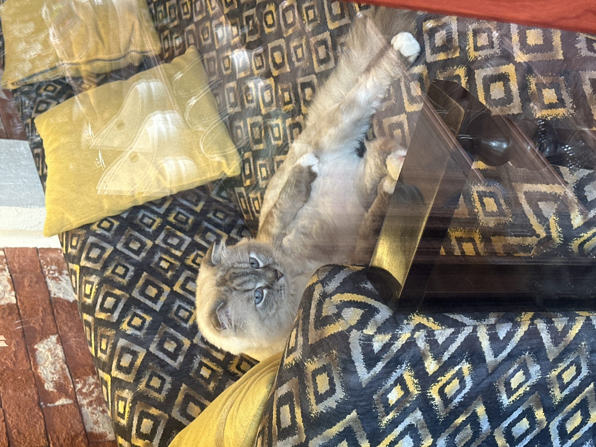 Cat rests on cushions indoors in Đà Nẵng