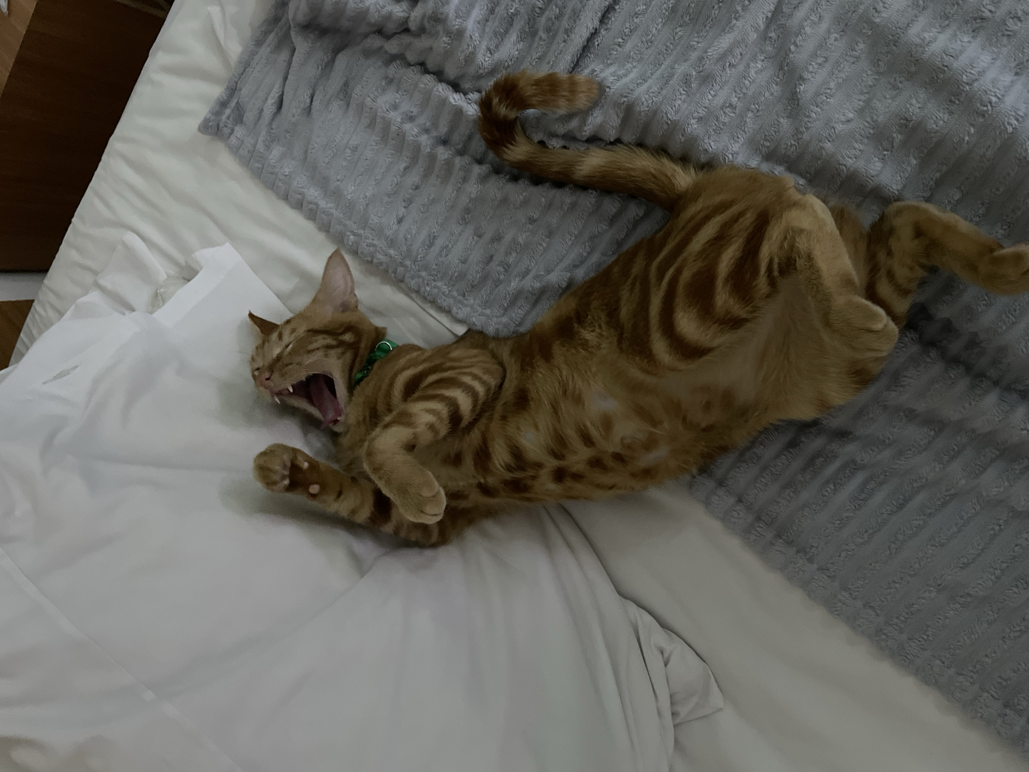 Orange tabby cat rests and receives attention in Kuta Selatan