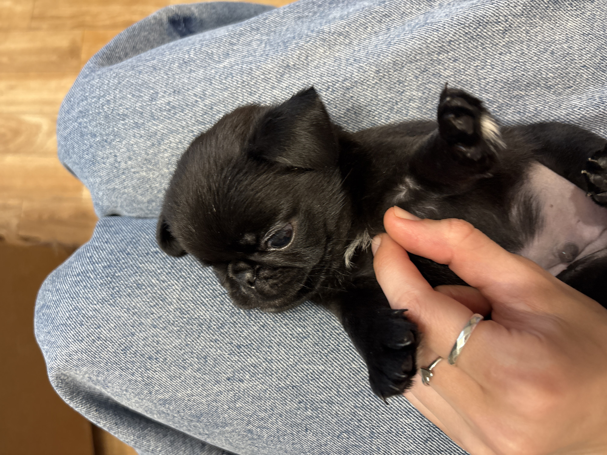 Afternoon with puppies and laptop work in Perm