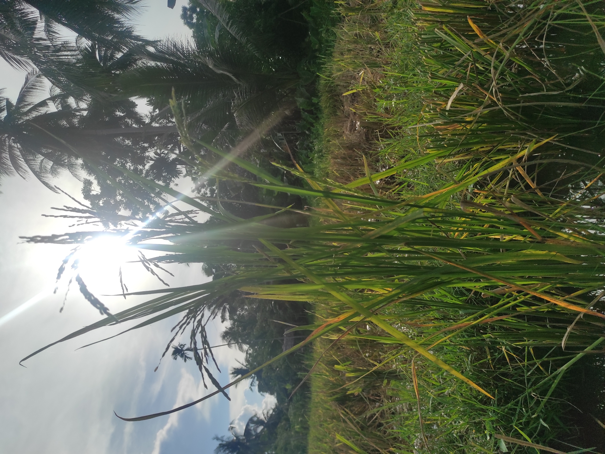 Morning sunlight illuminates rice fields in Lhokseumawe, Indonesia
