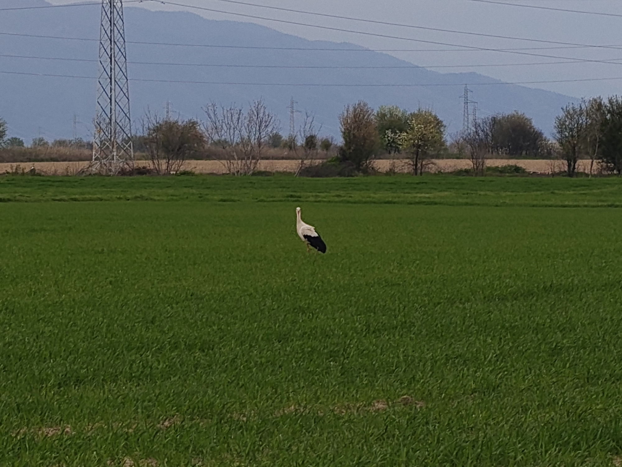 White storks spotted in agricultural fields during brief afternoon sighting