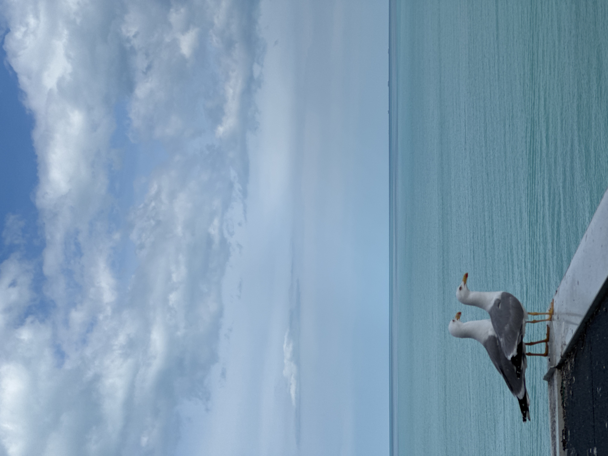 Seagulls perch above Black Sea beaches in Varna